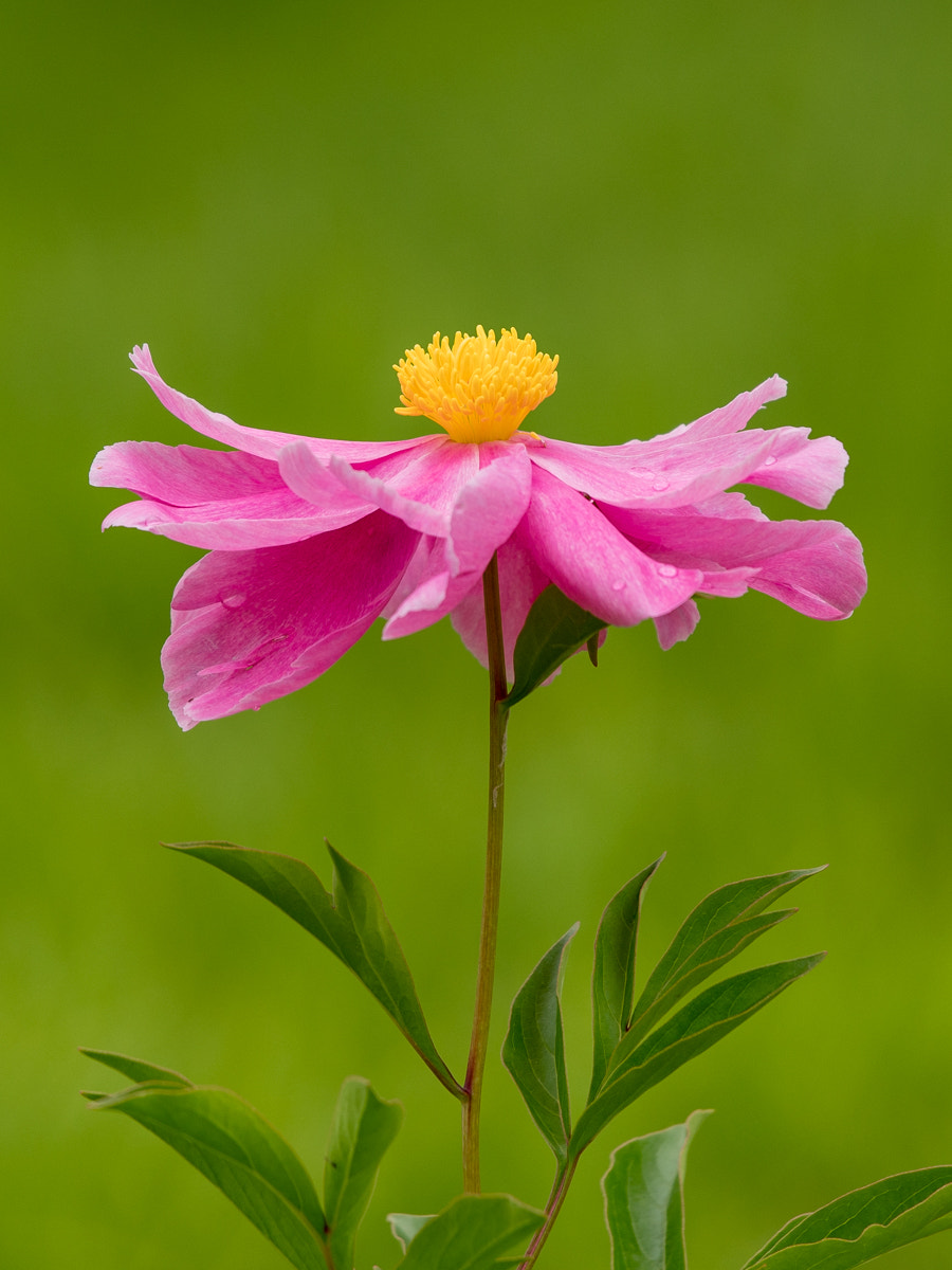 Sony a7R II + Canon EF 70-200mm F4L IS USM sample photo. Peony's portrait photography