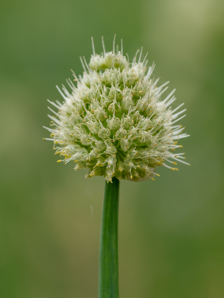 Sony a7R II + Canon EF 70-200mm F4L IS USM sample photo. Green chinese onion's portrait photography