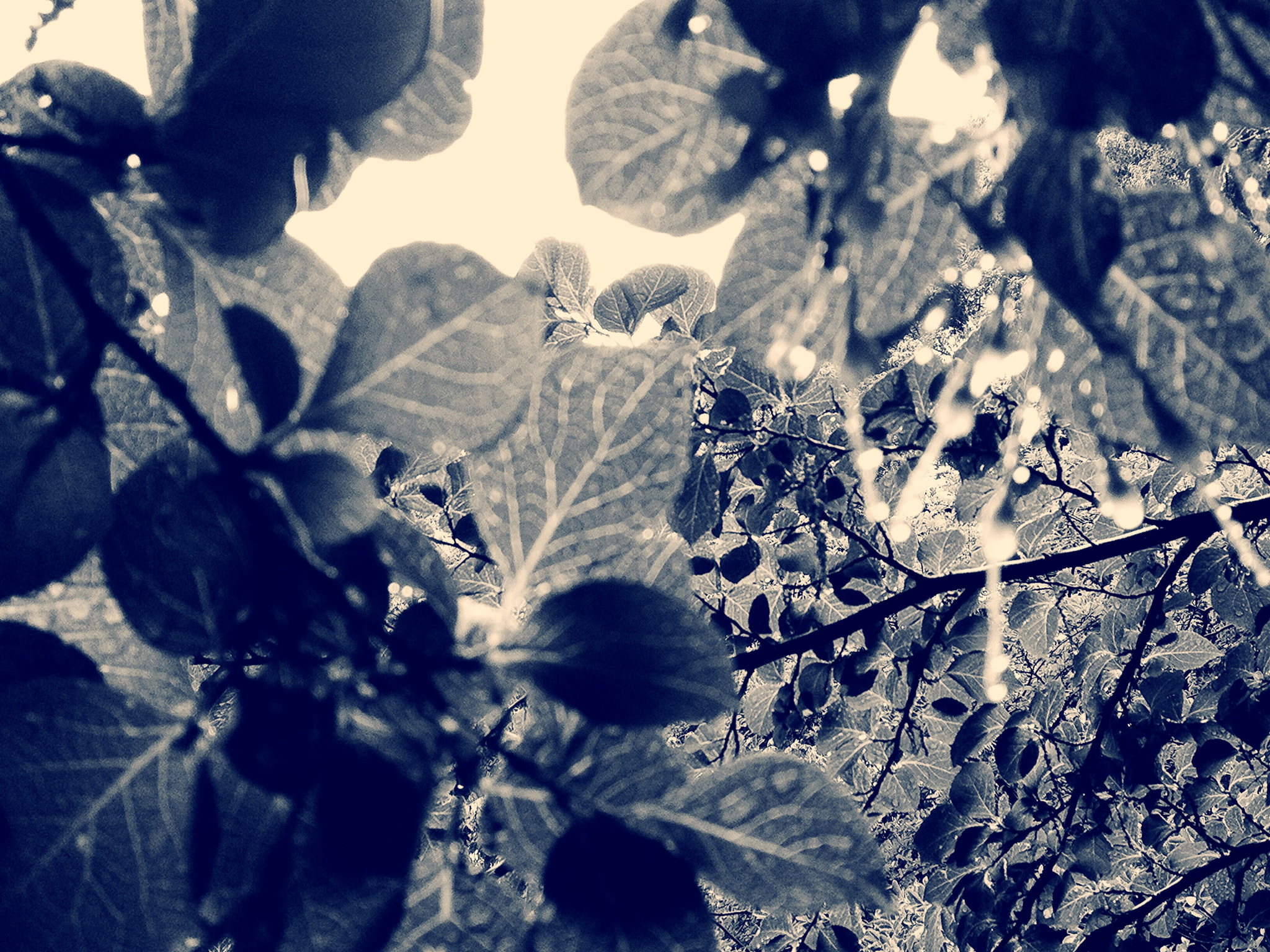 Blux Touch Blux Pro V1.1.1 sample photo. Breathes after the rain photography