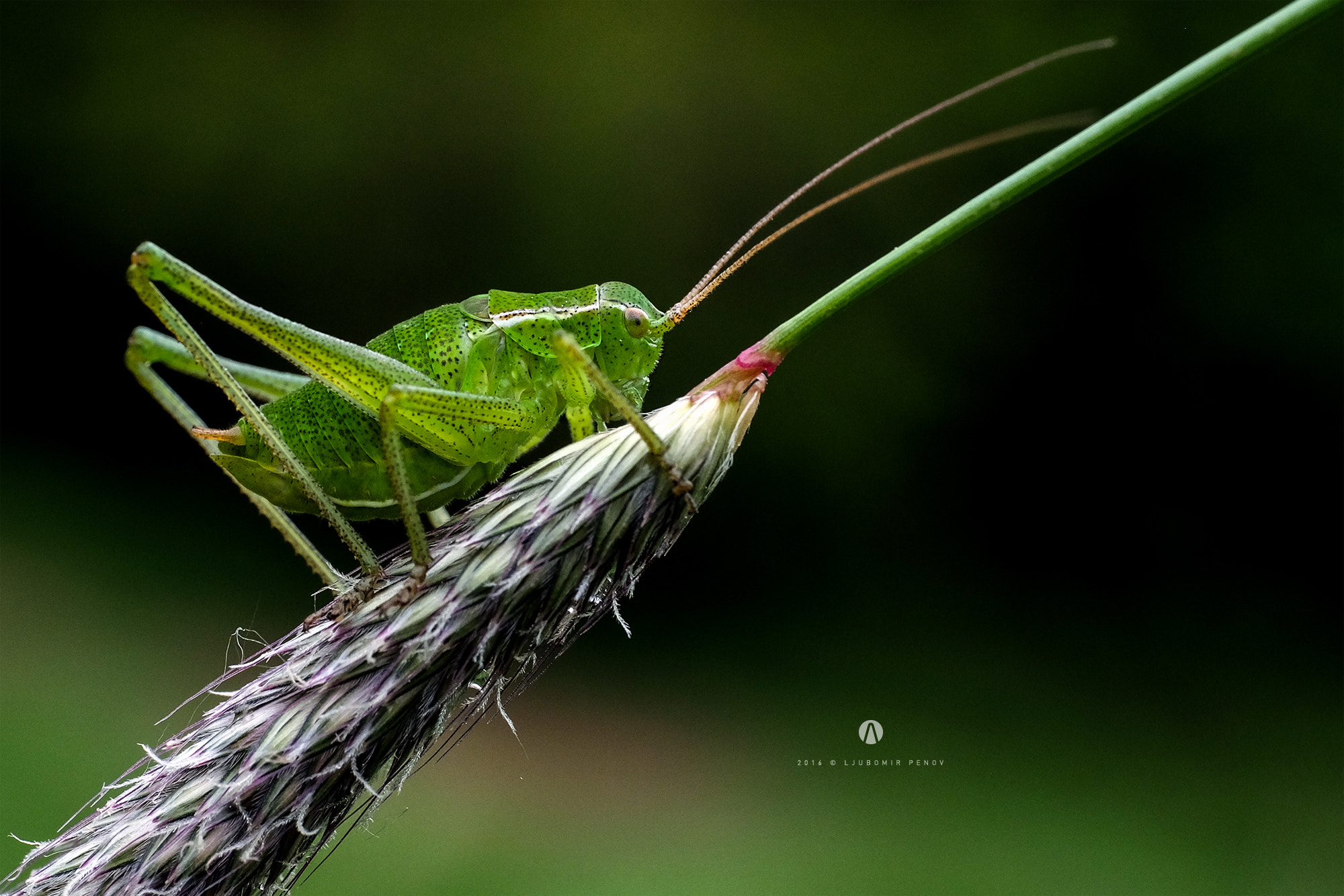 Fujifilm X-T1 + ZEISS Touit 50mm F2.8 sample photo. Grasshopper 3 photography