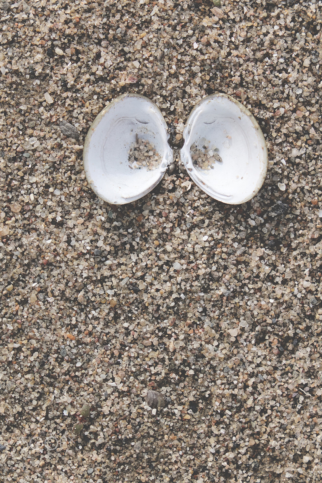 Sony Cyber-shot DSC-RX10 II + Sony 24-200mm F2.8 sample photo. Small seashells and sand photography