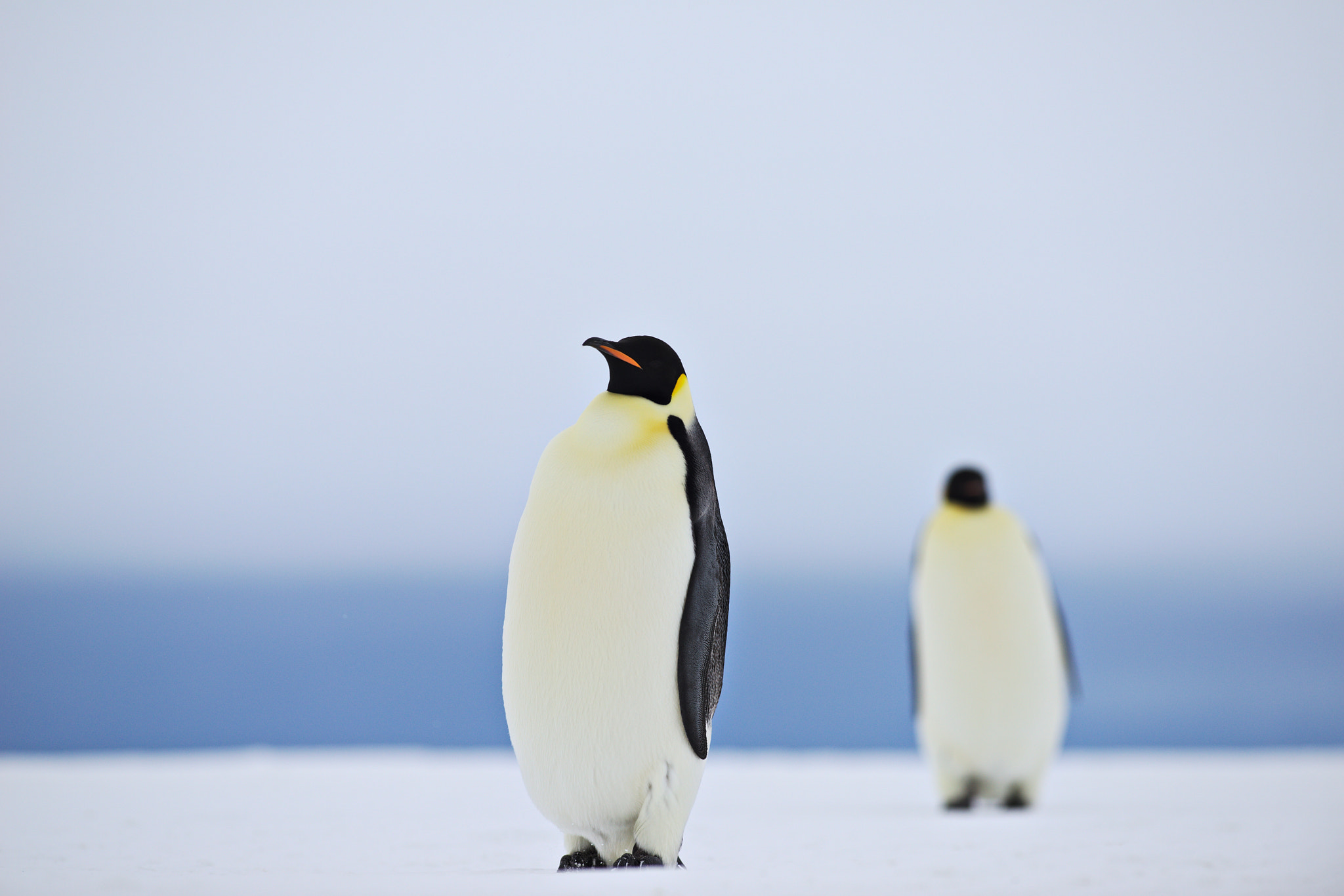Nikon AF-S Nikkor 300mm F2.8G ED-IF VR sample photo. Emperor penguins photography