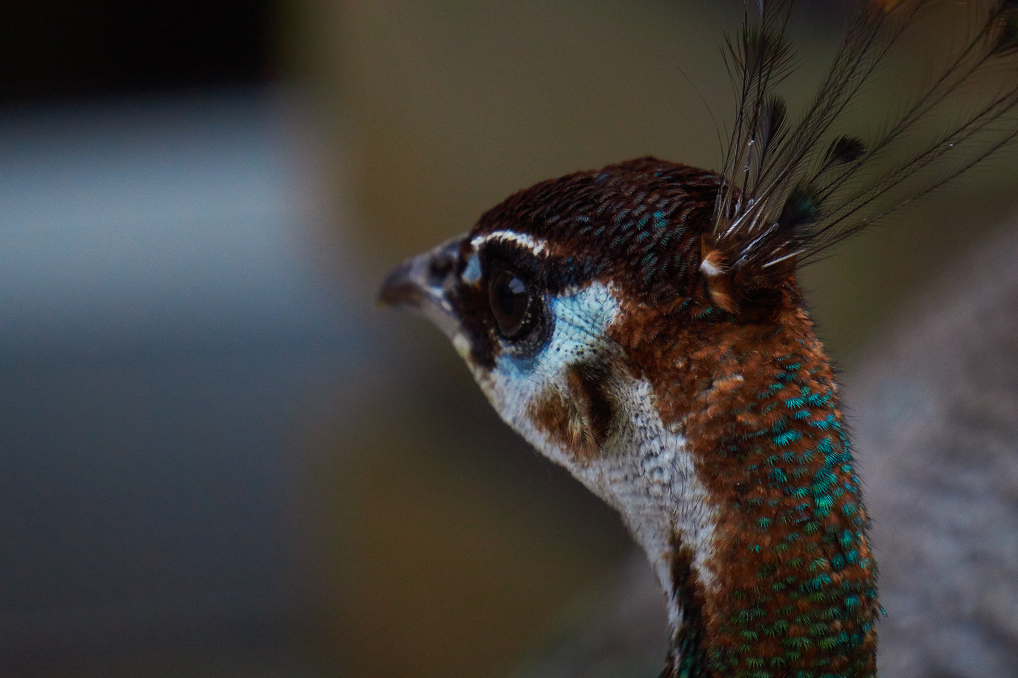 Sony Alpha a3000 sample photo. From the neck to the head photography