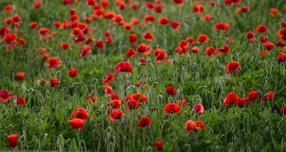 Nikon Df + AF Nikkor 70-210mm f/4-5.6 sample photo. Campo de' fiori photography