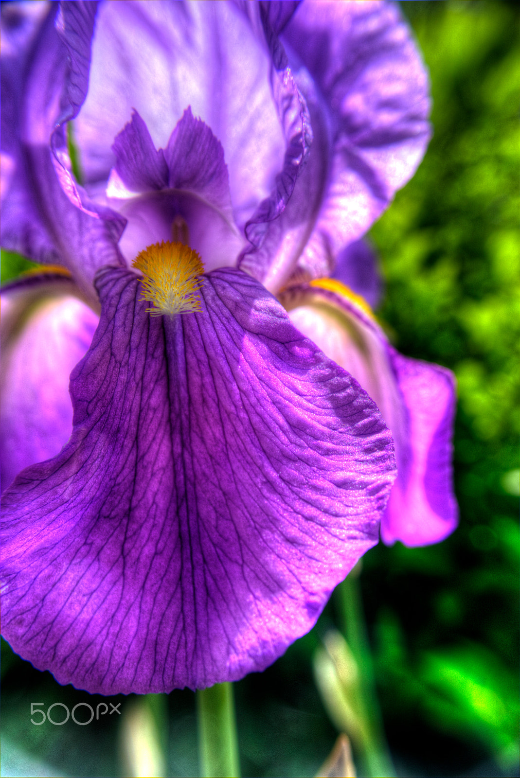 Samsung NX1100 sample photo. Flower photography