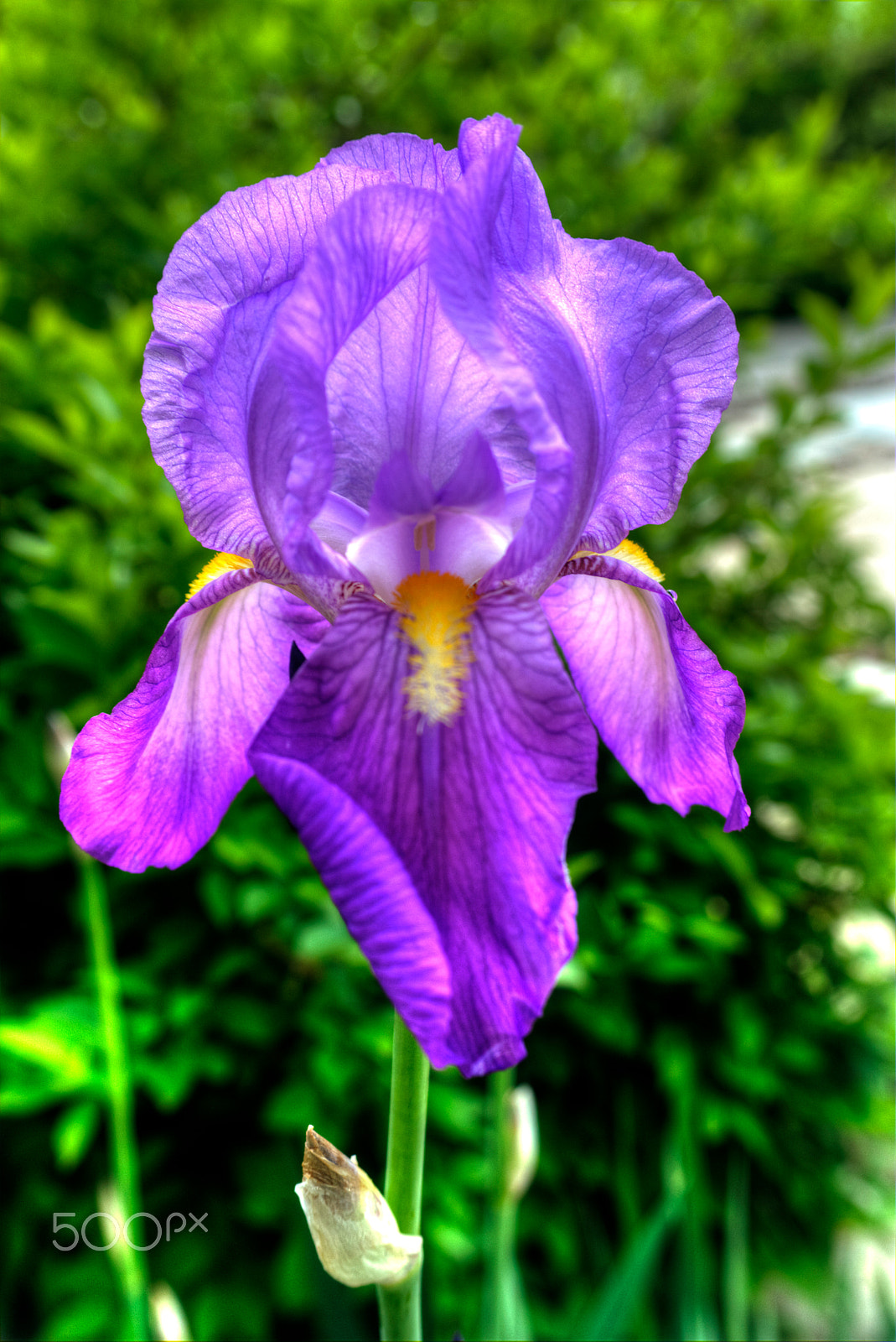 Samsung NX1100 sample photo. Flower photography