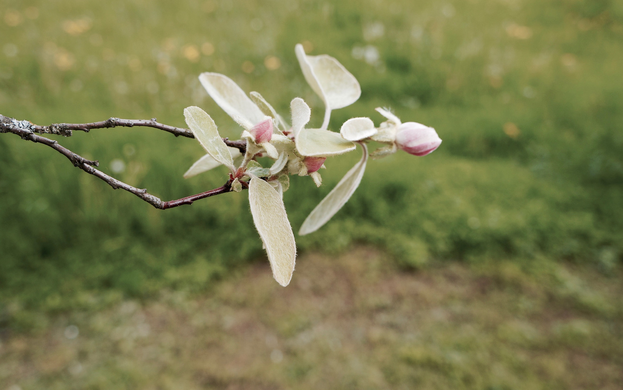 Sony Alpha a3000 + Tamron 18-200mm F3.5-6.3 Di III VC sample photo. #rose photography