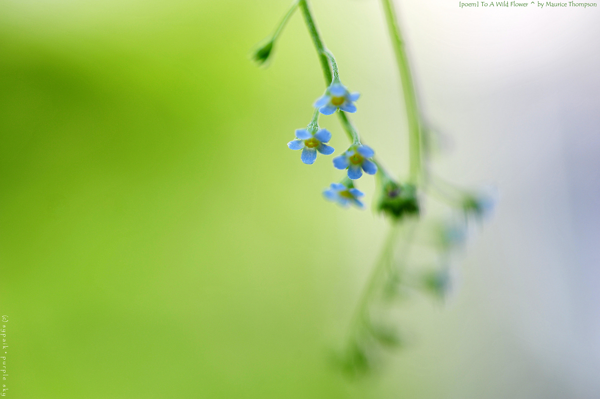 Nikon AF-S Micro-Nikkor 60mm F2.8G ED sample photo. To a wild flower ii photography
