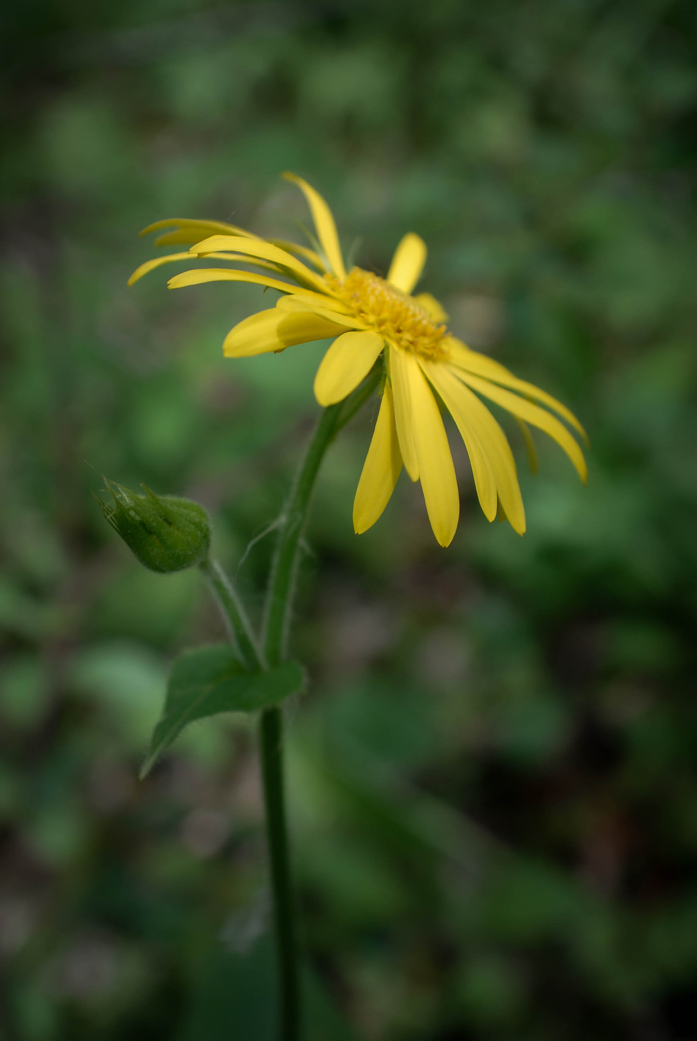 AF Zoom-Nikkor 28-85mm f/3.5-4.5 sample photo. Fleur des champs photography