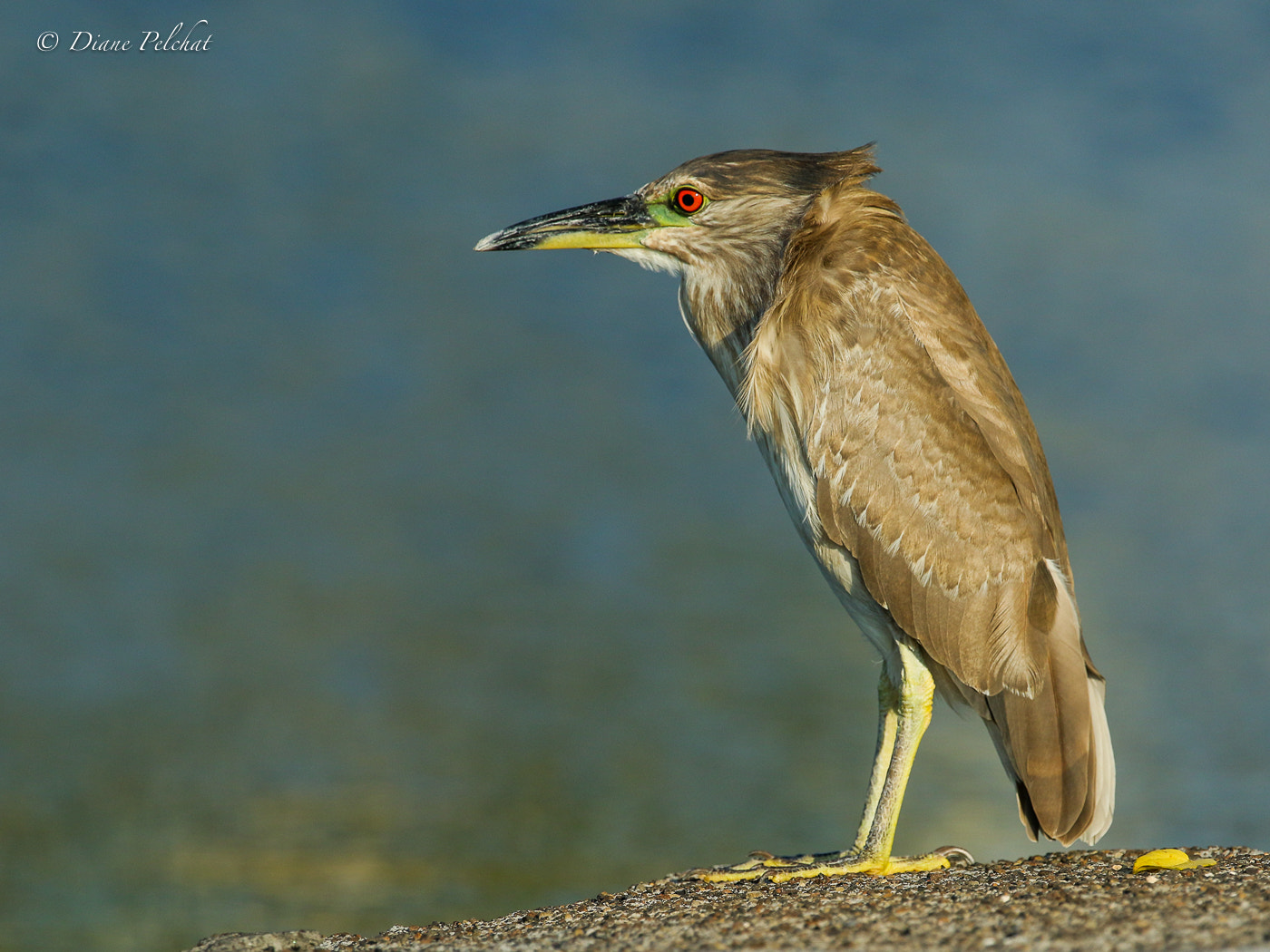 Canon EF 300mm F2.8L IS II USM sample photo. Juvenile black-crowned night heron photography
