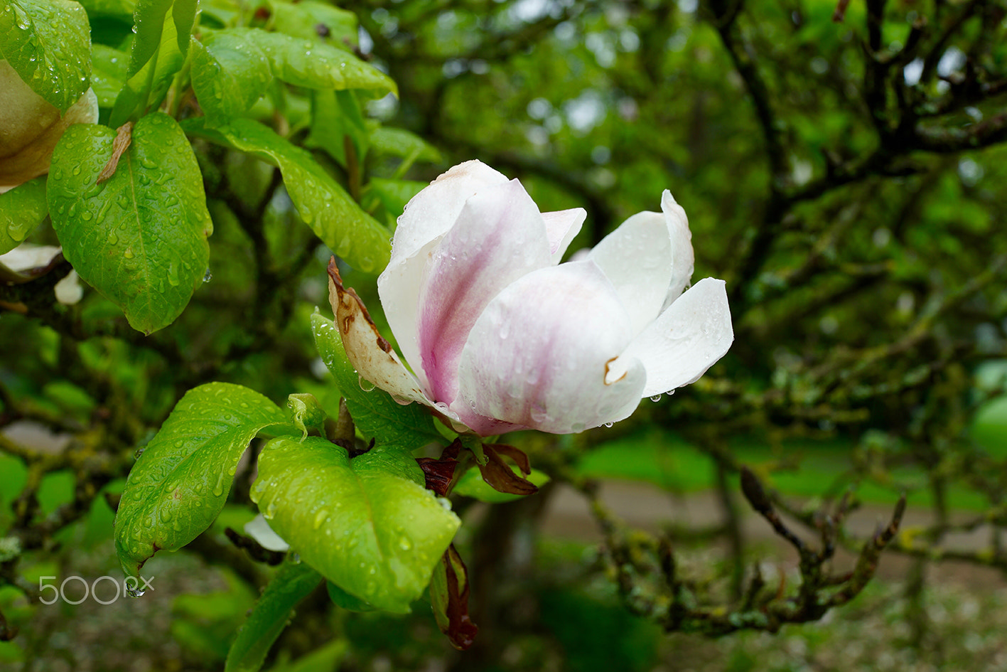 Sony Cyber-shot DSC-RX1R + Sony 35mm F2.0 sample photo. Magnolia in the rain photography