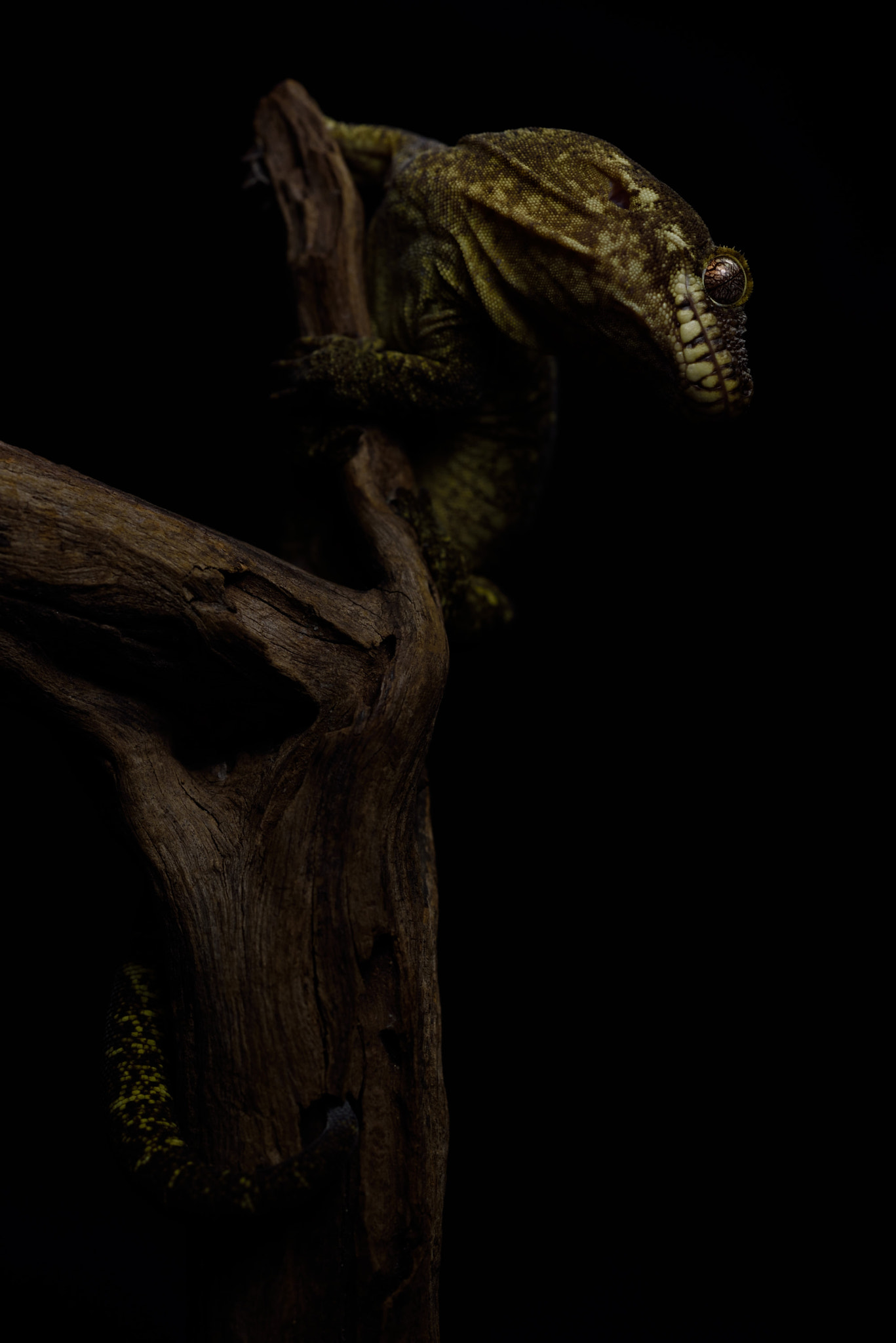 ZEISS Makro-Planar T* 50mm F2 sample photo. Rhacodactylus trachycephalus photography