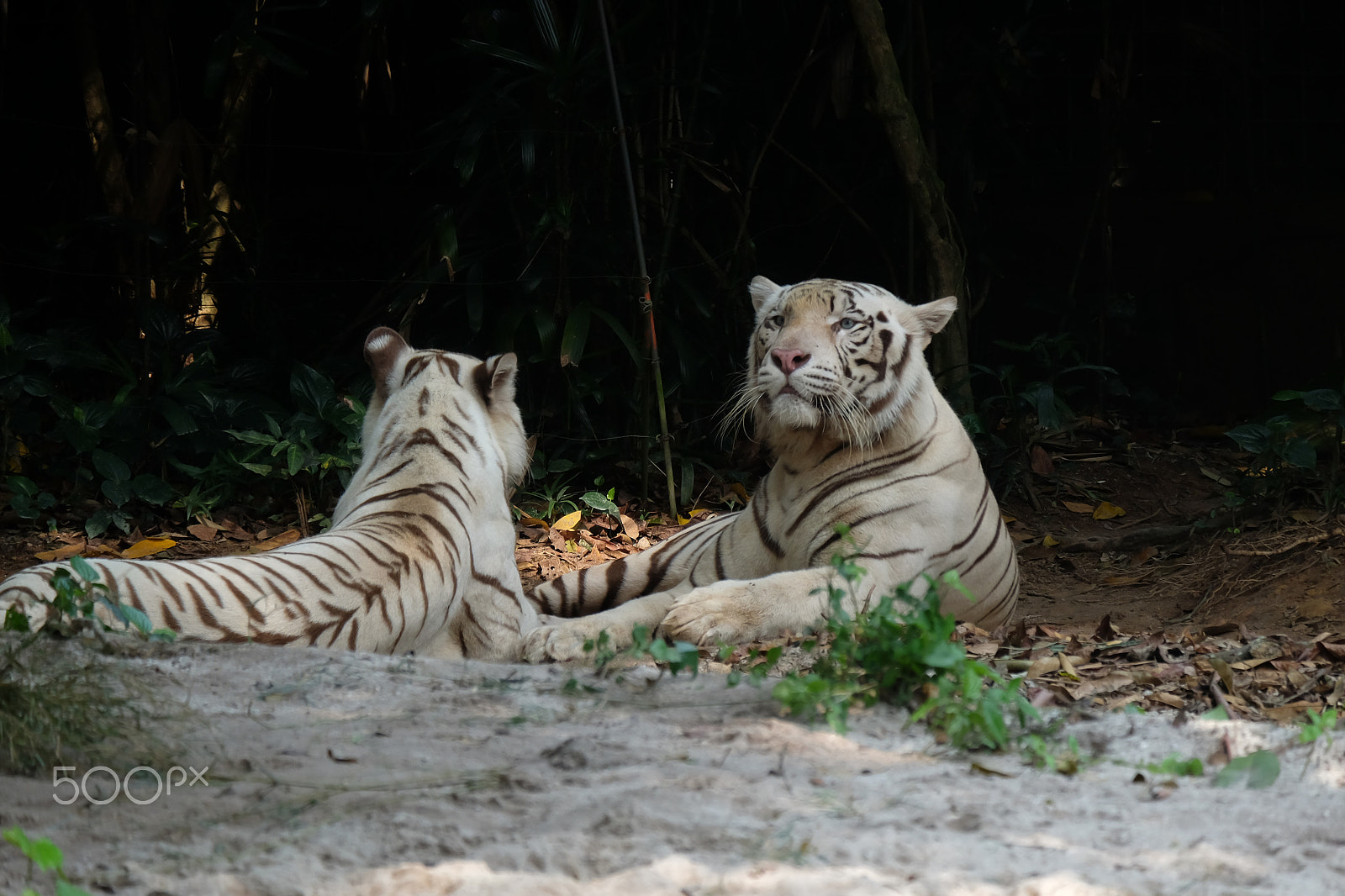 Fujifilm X-T1 + Fujifilm XC 50-230mm F4.5-6.7 OIS II sample photo. Two to tango photography