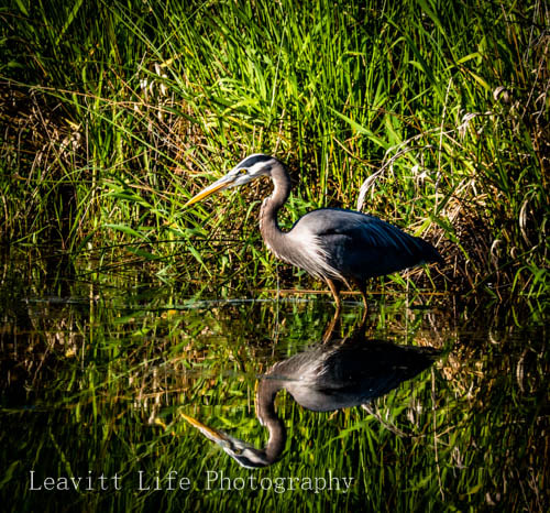 Panasonic Lumix DMC-GX8 sample photo.  ridgefield wildlife refuge photography