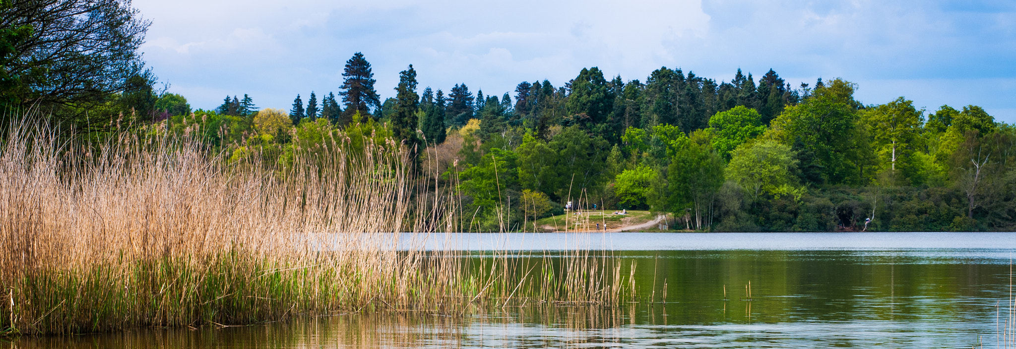 Nikon D300 + Sigma 50mm F1.4 DG HSM Art sample photo. Virginia water photography