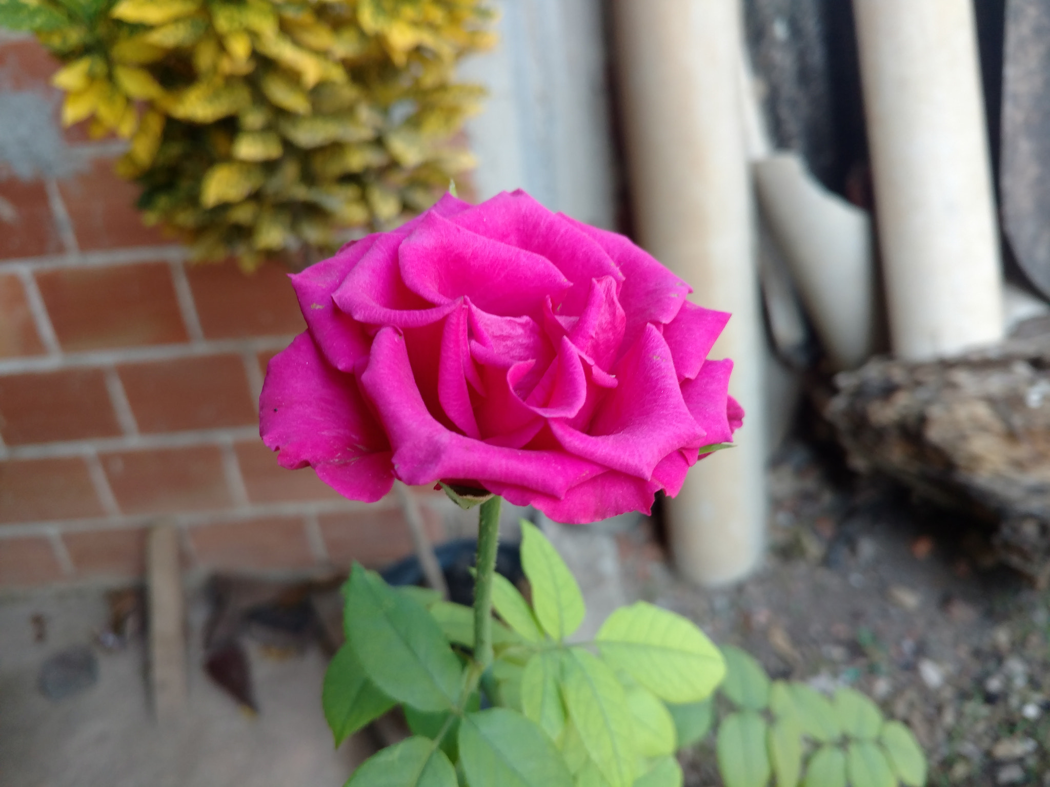 Motorola Moto X Force sample photo. Rose in garden  photography