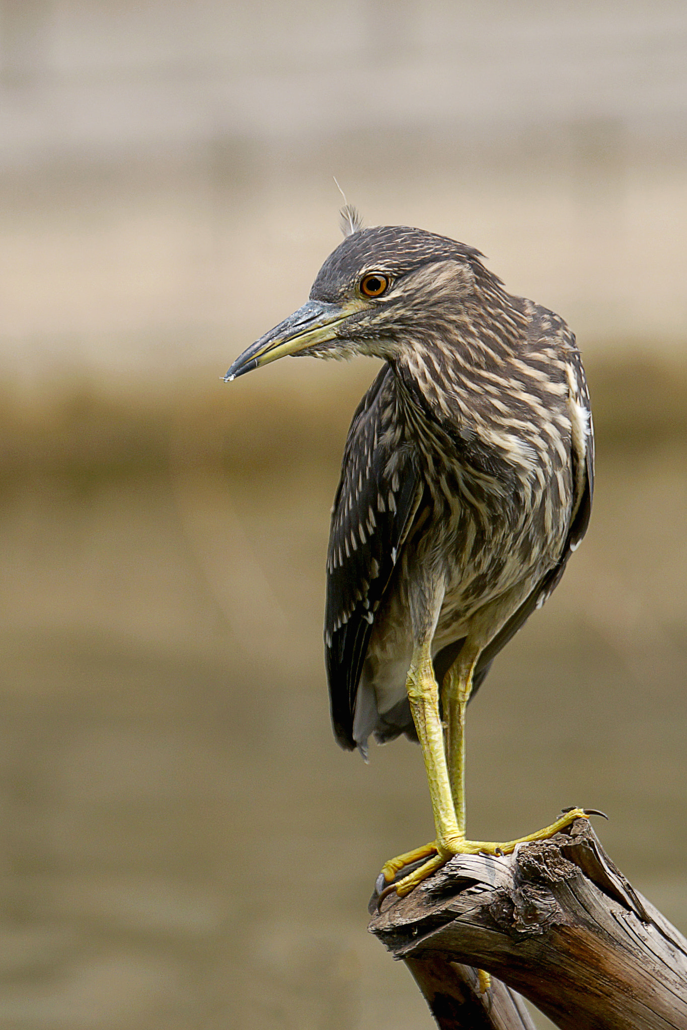 Sony a99 II + Sony 70-400mm F4-5.6 G SSM II sample photo. 【原摄】林鹬 photography