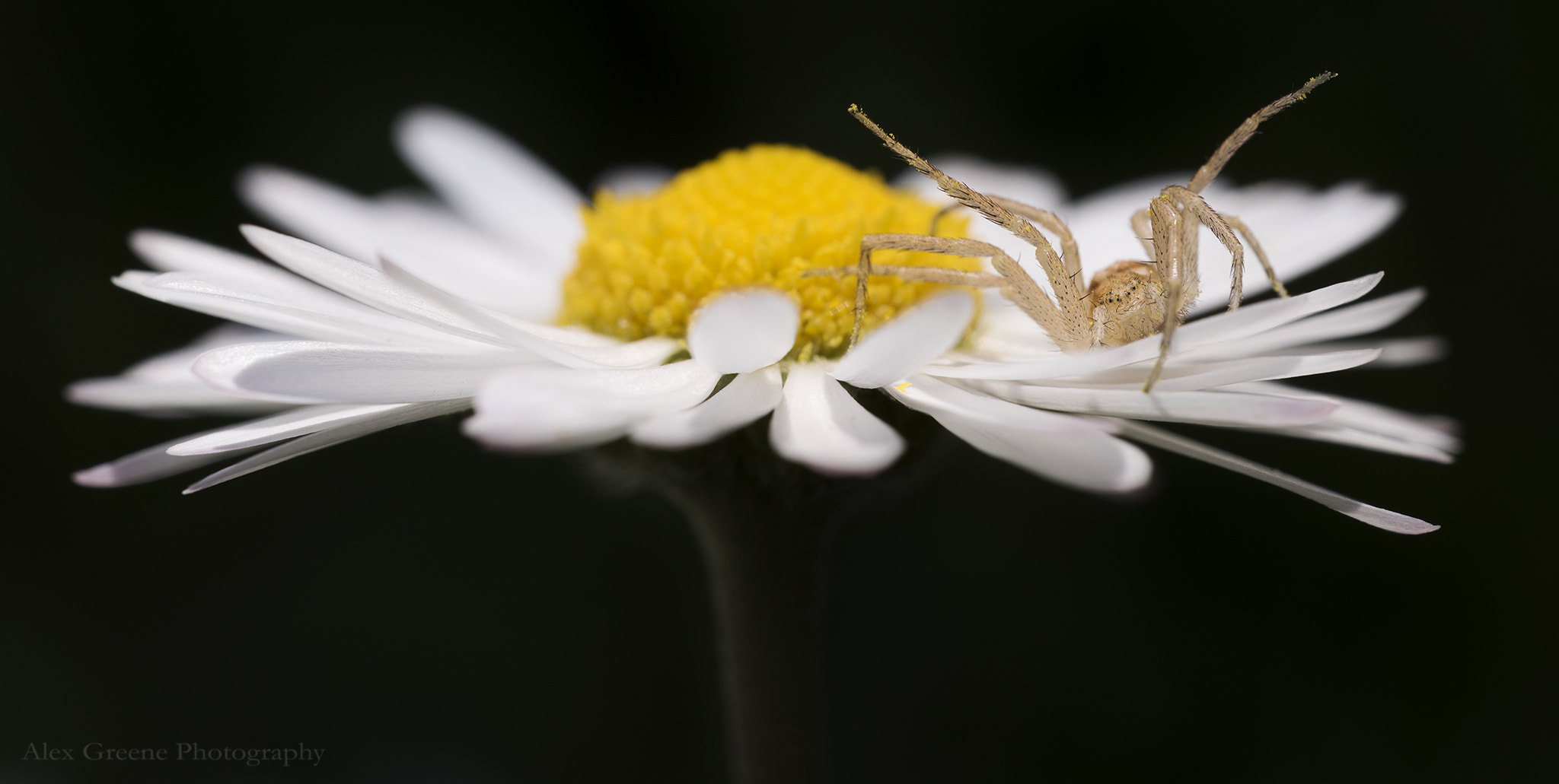 Sigma 150mm F2.8 EX DG OS Macro HSM sample photo. Young crab spider atop a daisy photography