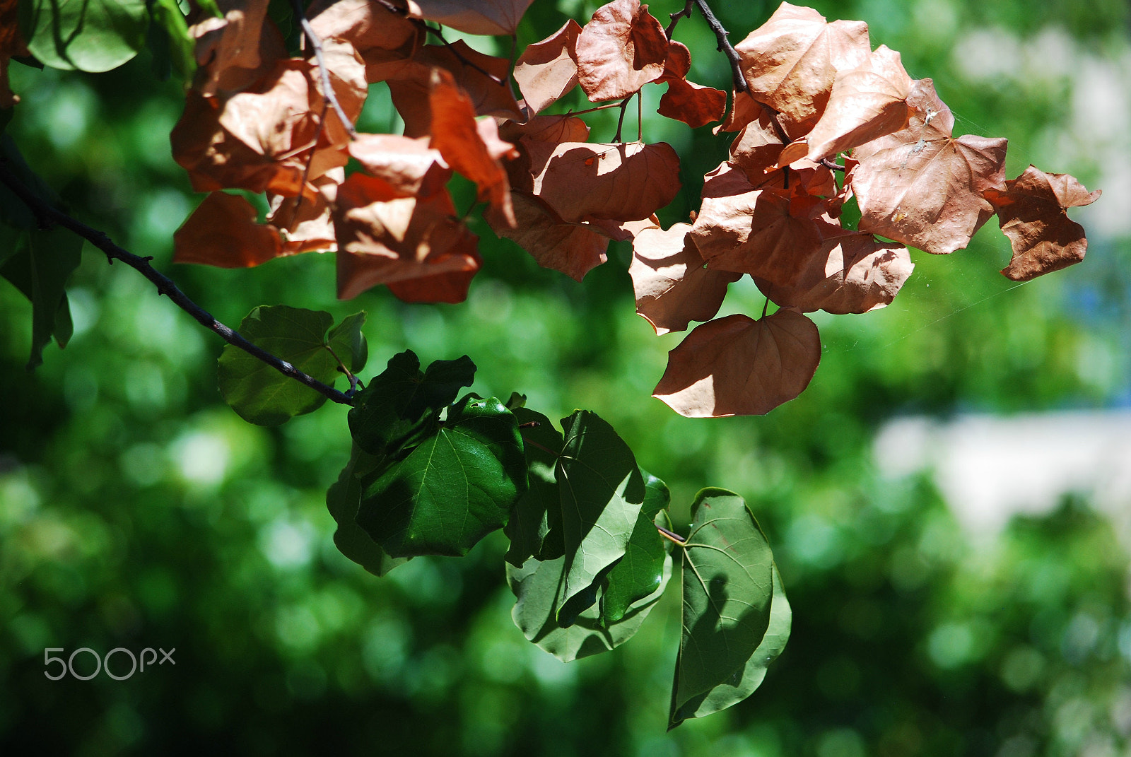 Nikon D80 sample photo. Death is a portal to another life photography