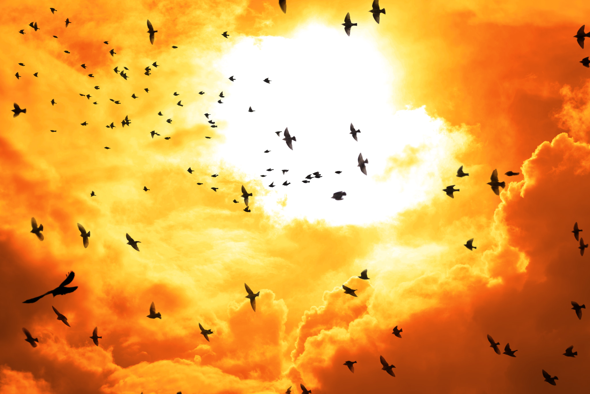 Sigma 70-300mm F4-5.6 APO DG Macro sample photo. Birds flying into a bright orange sunset photography