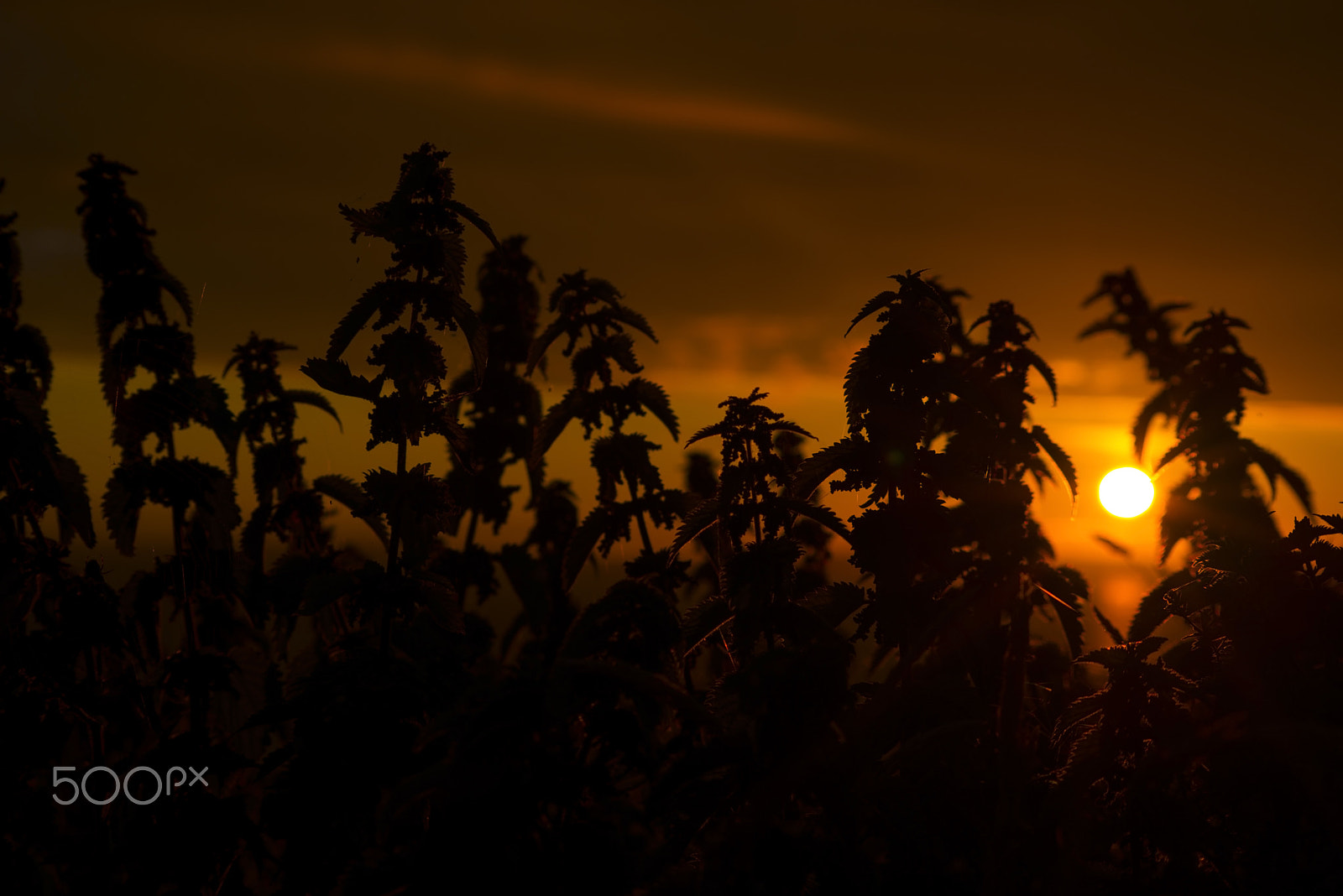 Sigma 70-300mm F4-5.6 APO DG Macro sample photo. Beautiful sunset through the wild nettles photography