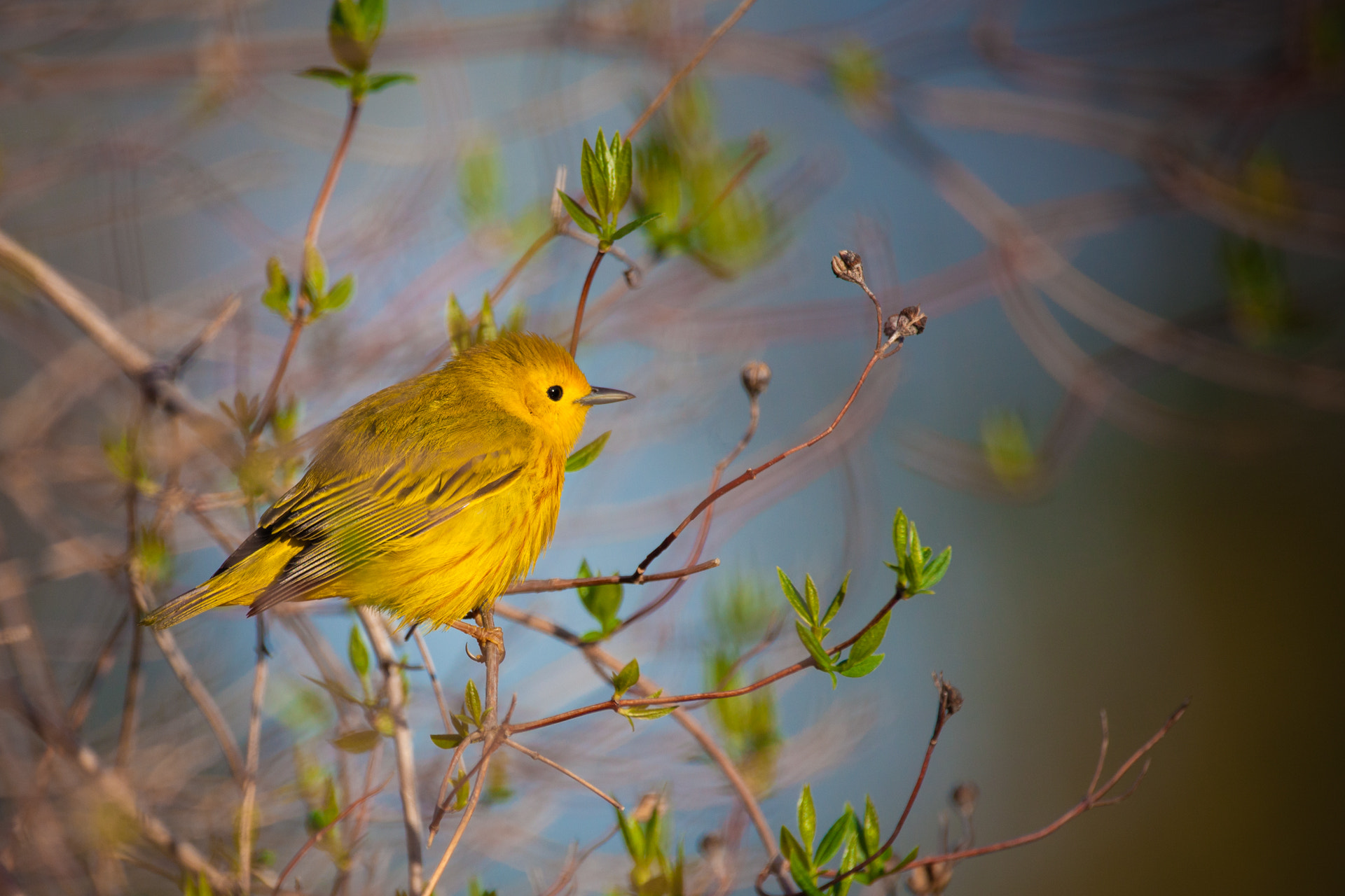 Canon EOS 5D Mark II + Sigma 150-600mm F5-6.3 DG OS HSM | C sample photo. Yellow warbler photography