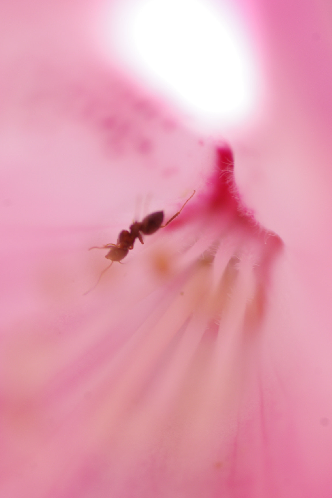 Pentax K-x + Tamron SP AF 90mm F2.8 Di Macro sample photo. アリとシャクナゲの花 photography