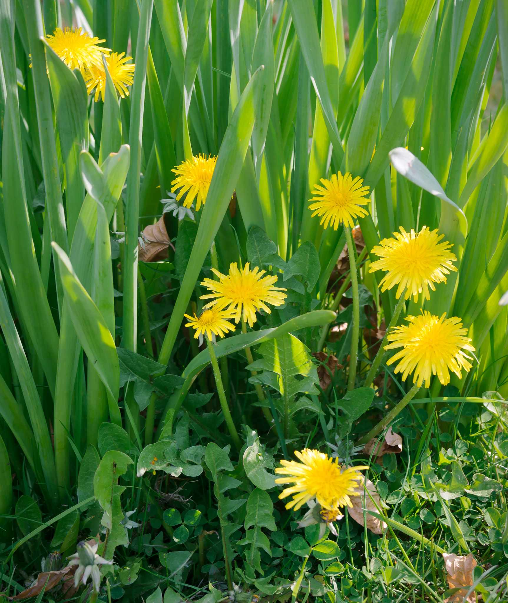 AF Zoom-Nikkor 28-80mm f/3.3-5.6G sample photo. Dandelions in the shade photography