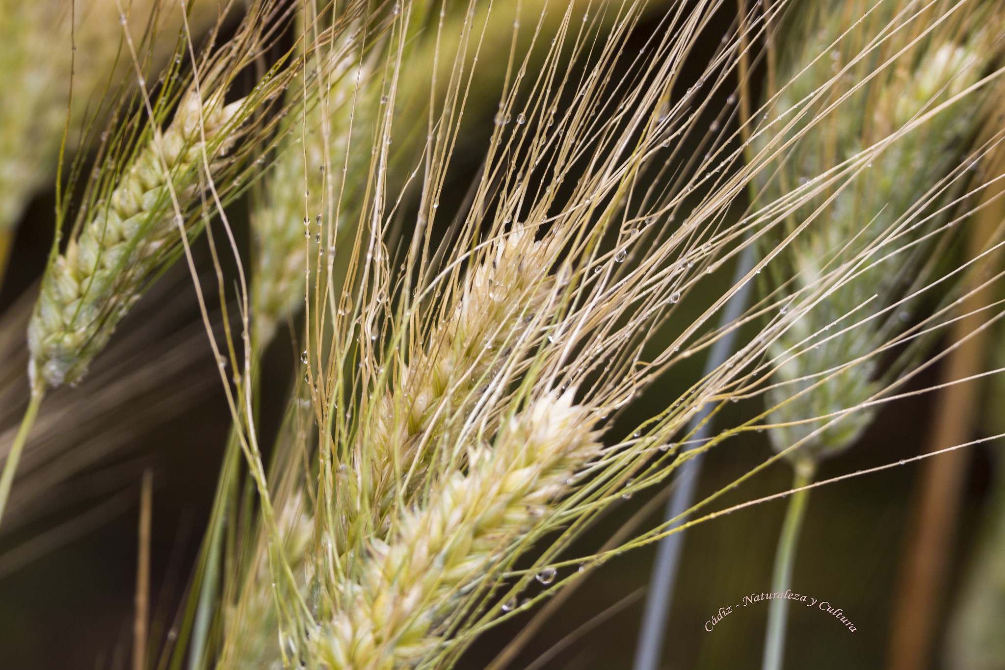 Tamron SP 150-600mm F5-6.3 Di VC USD sample photo. Espigas mojadas ... photography