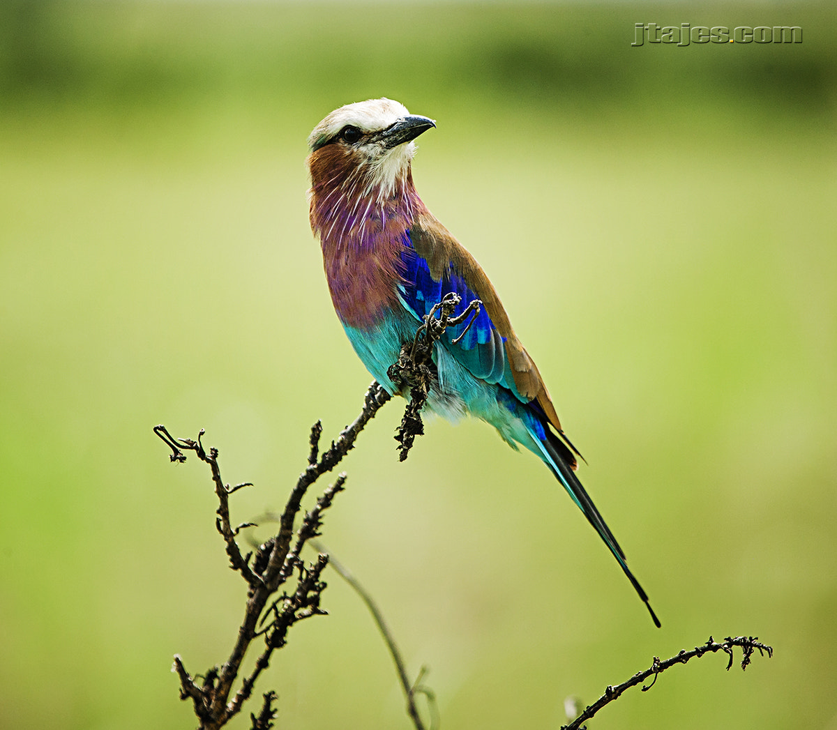 Canon EF 100-400mm F4.5-5.6L IS USM sample photo. Carraca photography