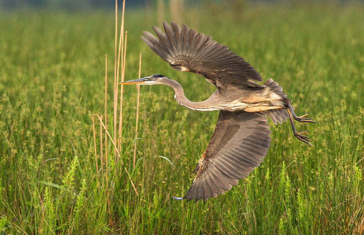 Canon EF 300mm F2.8L IS USM sample photo. Great blue heron photography