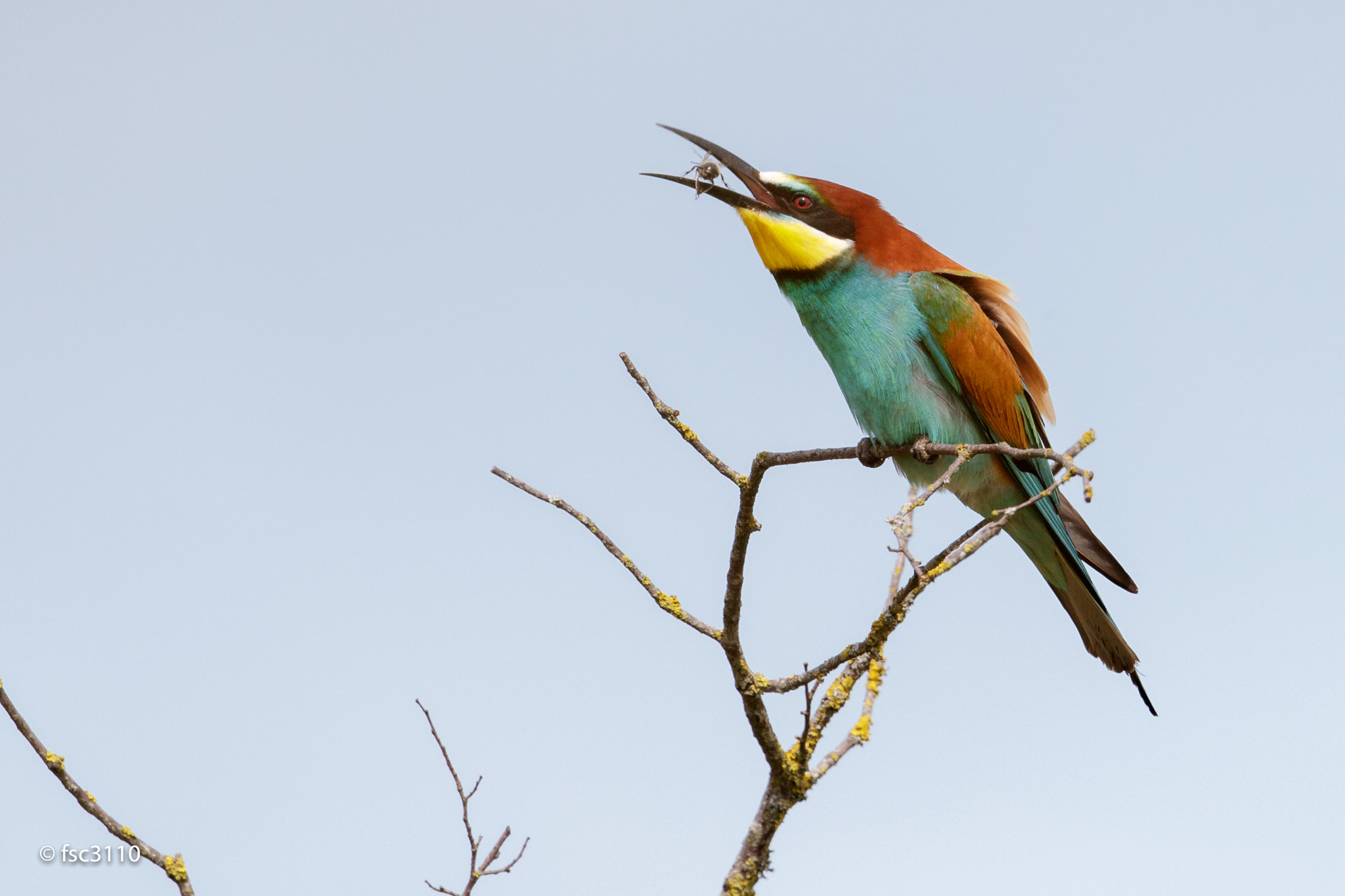 Canon EF 500mm F4L IS II USM sample photo. European bee-eater photography