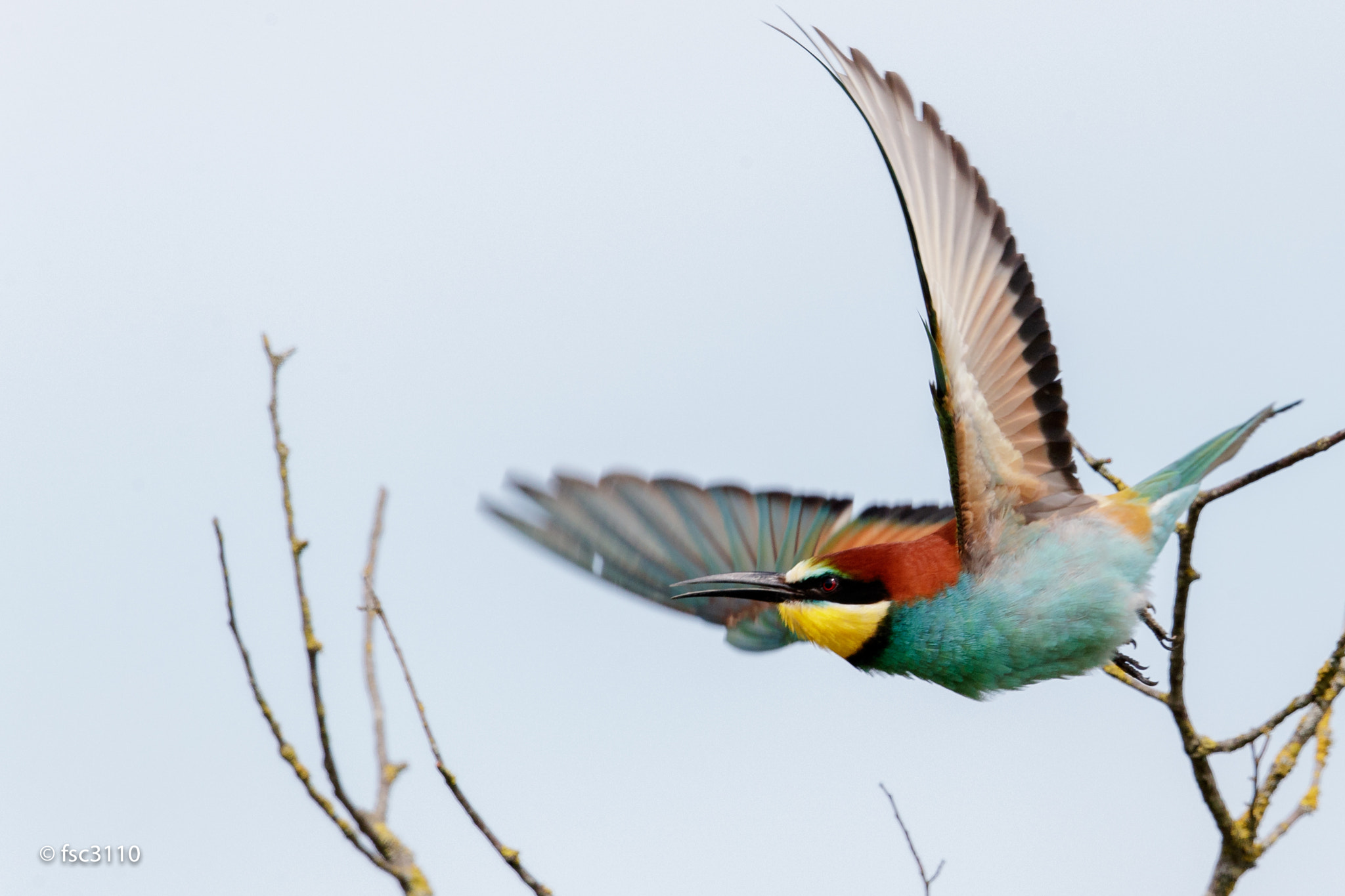 Canon EF 500mm F4L IS II USM sample photo. European bee-eater take-off photography