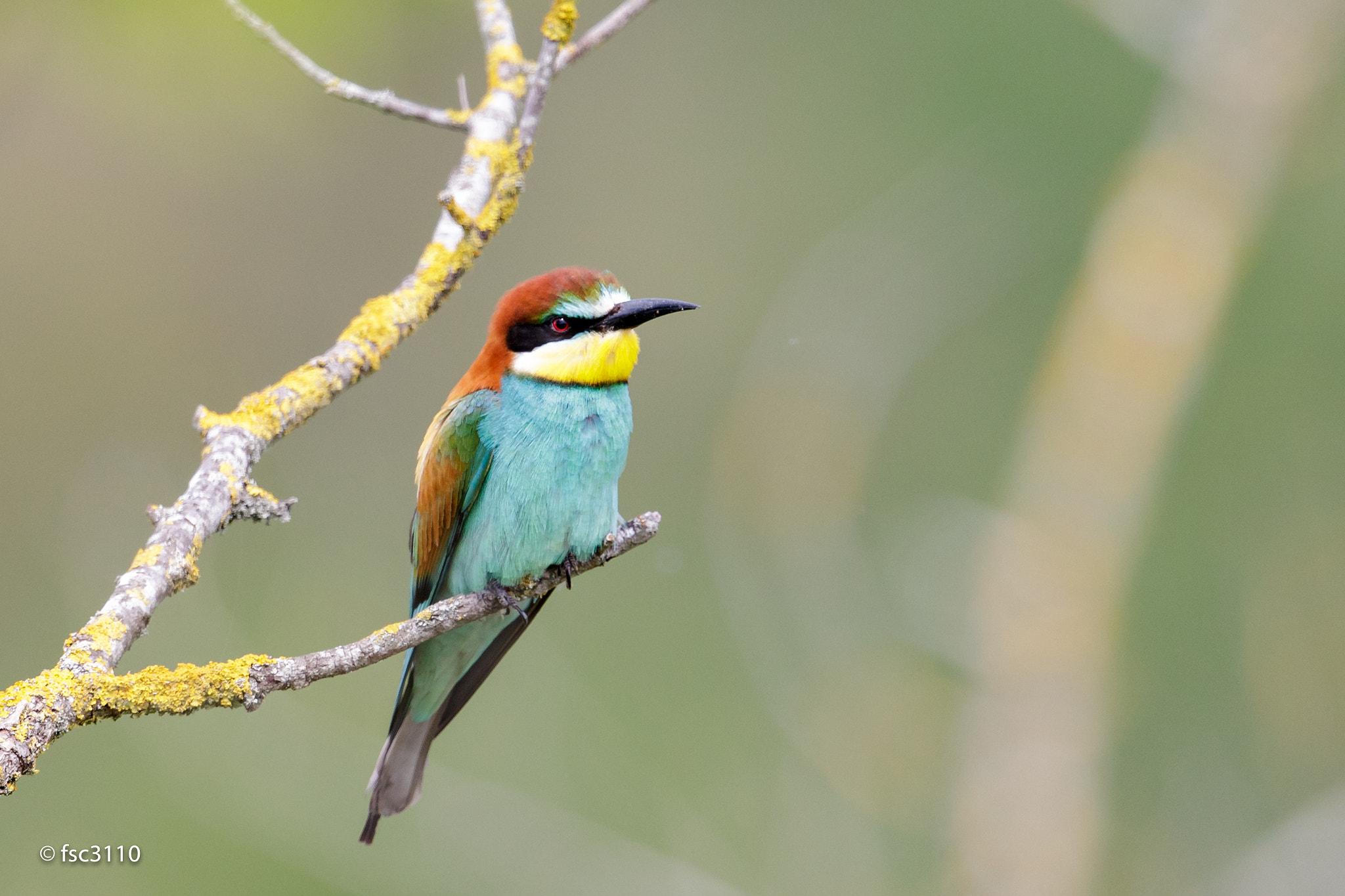 Canon EF 500mm F4L IS II USM sample photo. European bee-eater photography