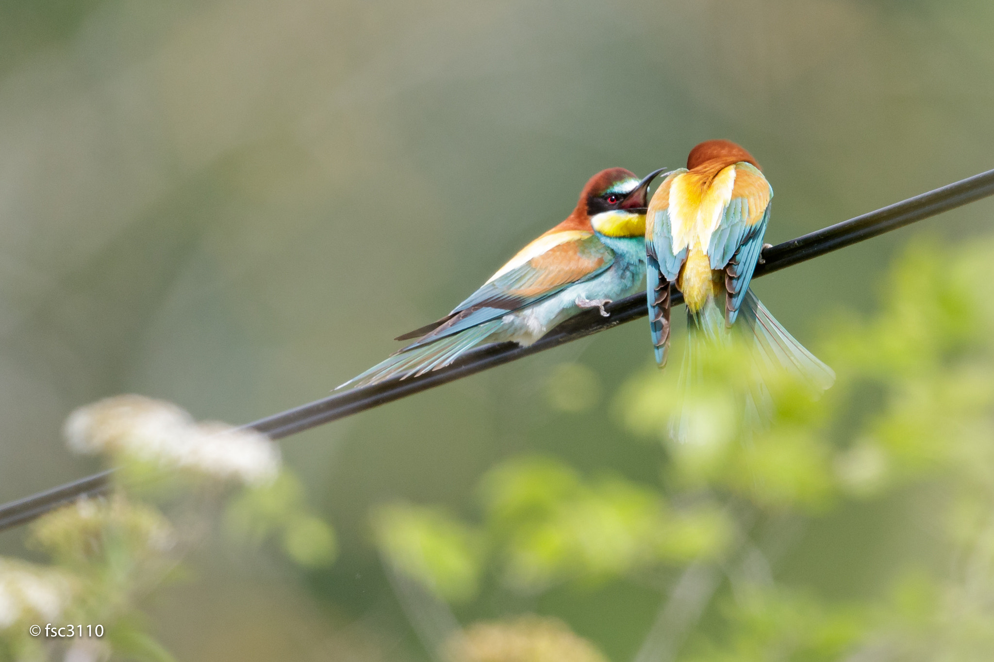 Canon EF 500mm F4L IS II USM sample photo. European bee-eater photography