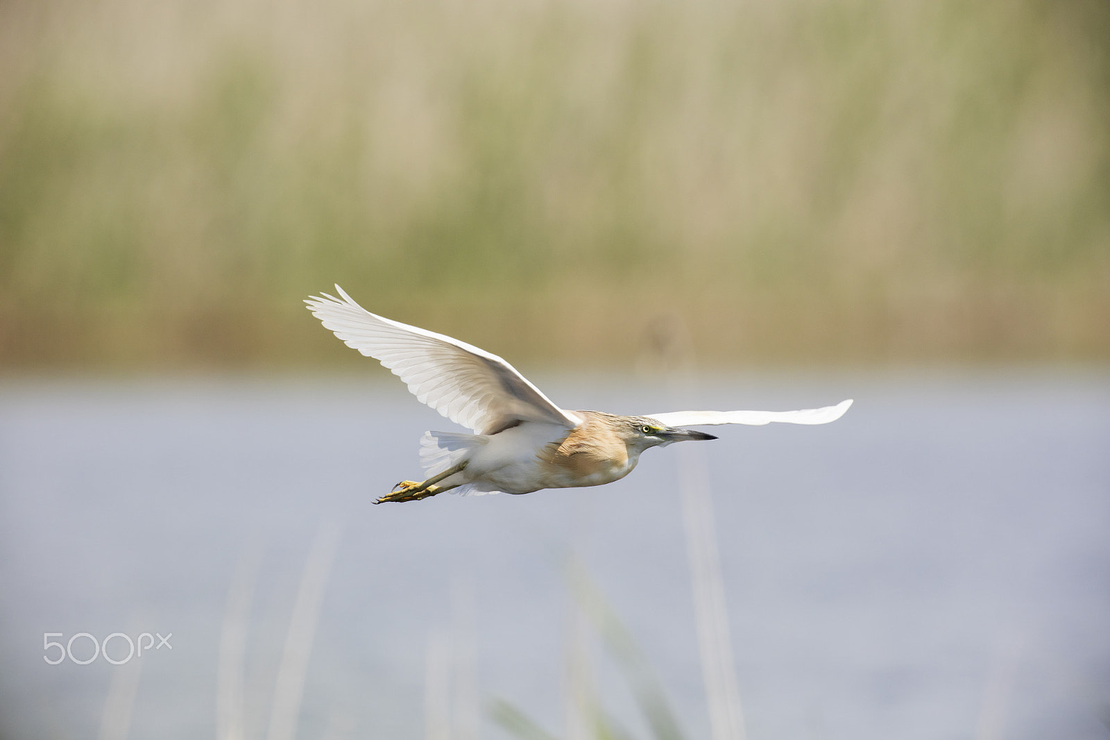 Canon EOS 5DS R + Canon EF 500mm F4L IS USM sample photo. Squacco heron photography