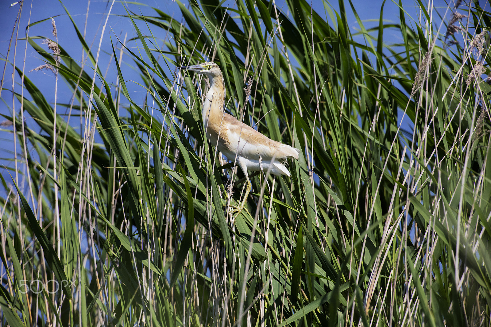 Canon EF 500mm F4L IS USM sample photo. Squacco heron photography