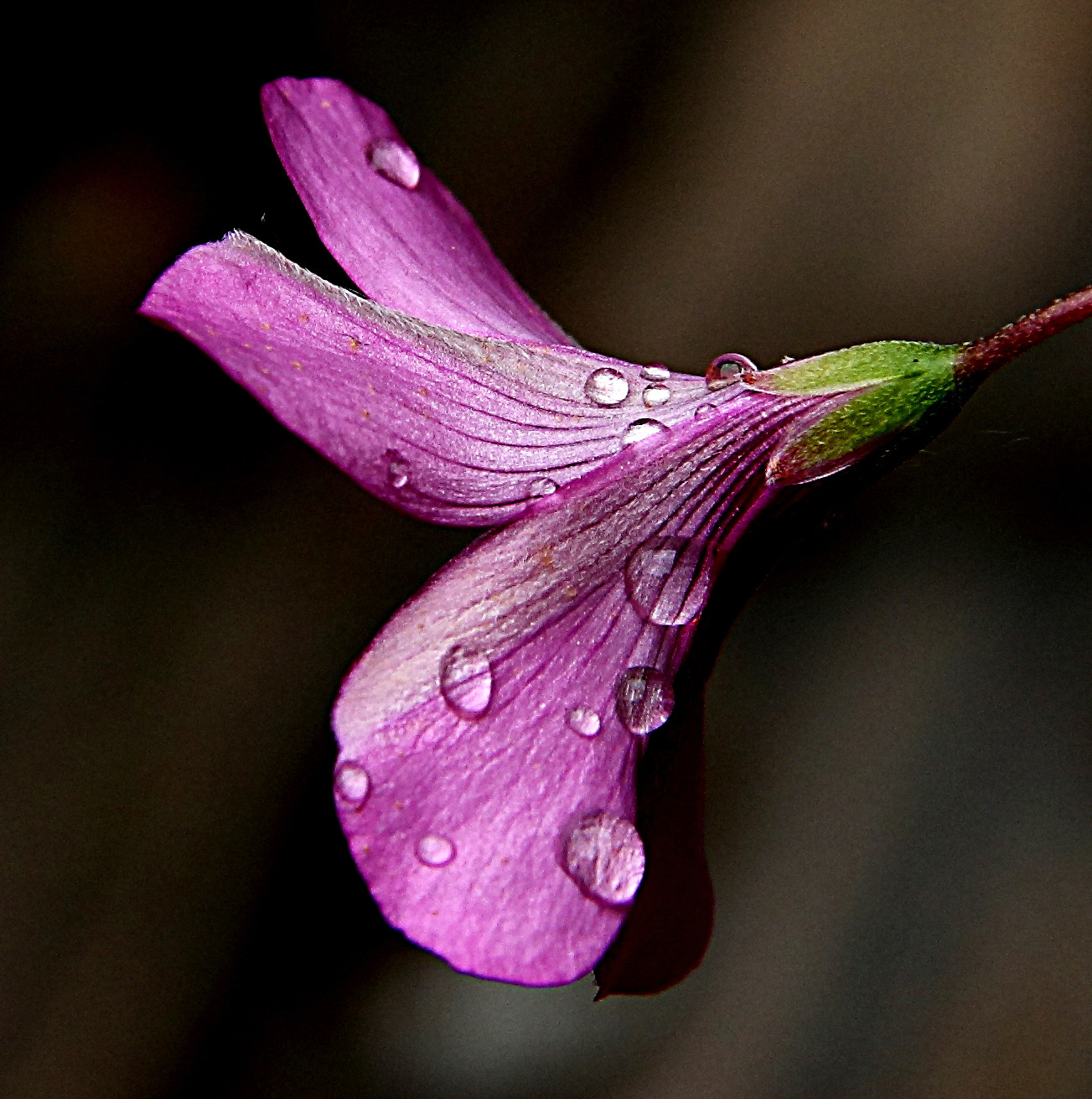 Canon EF-S 18-135mm F3.5-5.6 IS sample photo. Fiore rosa photography