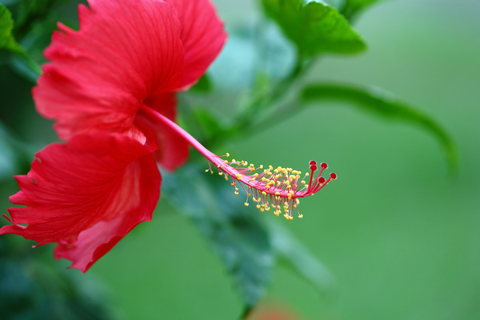 Canon EF 100mm F2.8 Macro USM sample photo. Wallpaper photography