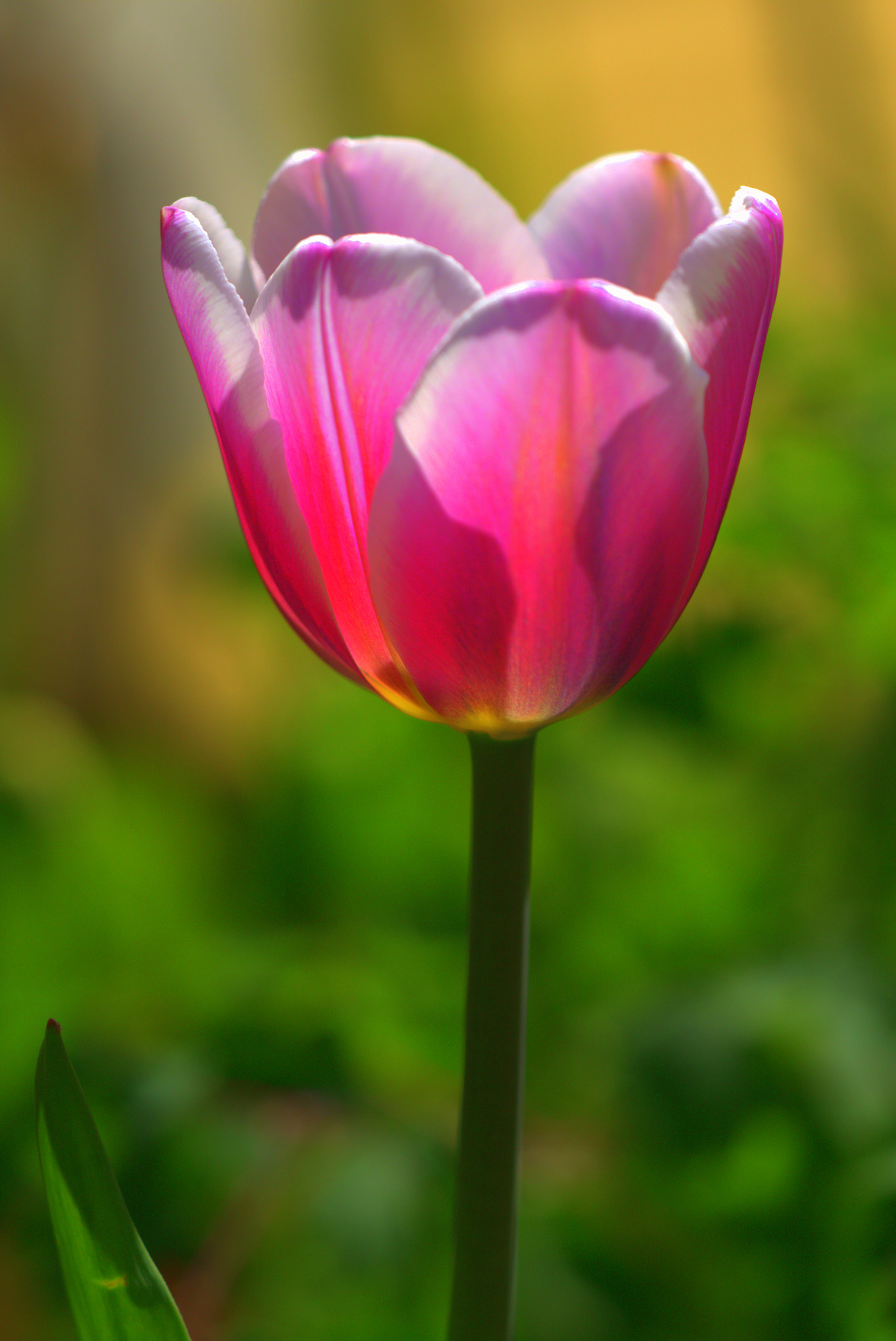 Sigma APO Macro 150mm f/2.8 EX DG HSM sample photo. Cr photography