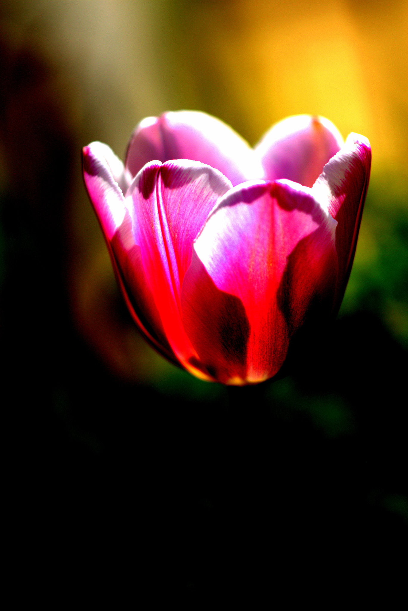 Sigma APO Macro 150mm f/2.8 EX DG HSM sample photo. Cr photography