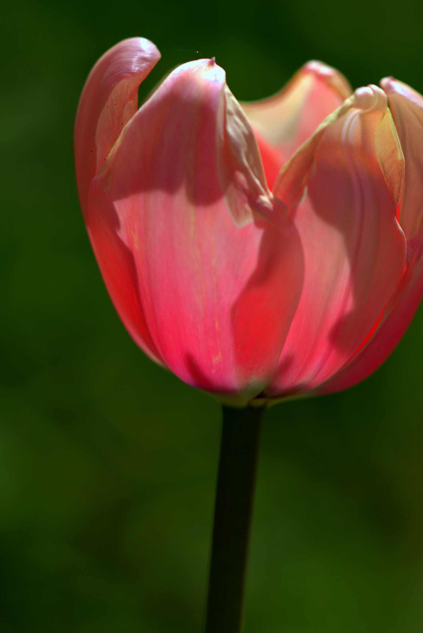 Sigma APO Macro 150mm f/2.8 EX DG HSM sample photo. Cr photography