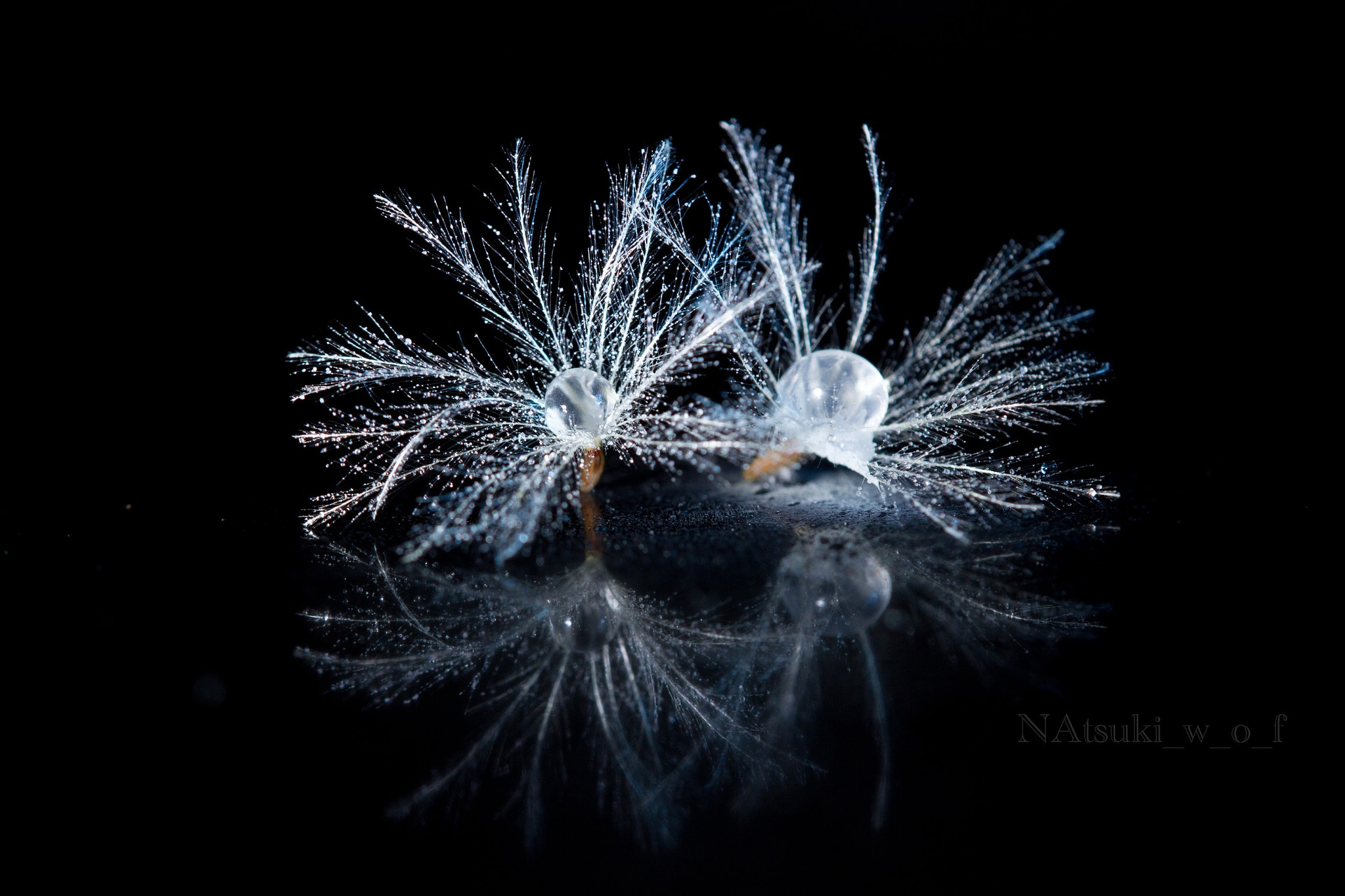 Tamron SP AF 180mm F3.5 Di LD (IF) Macro sample photo. Fantasy world photography