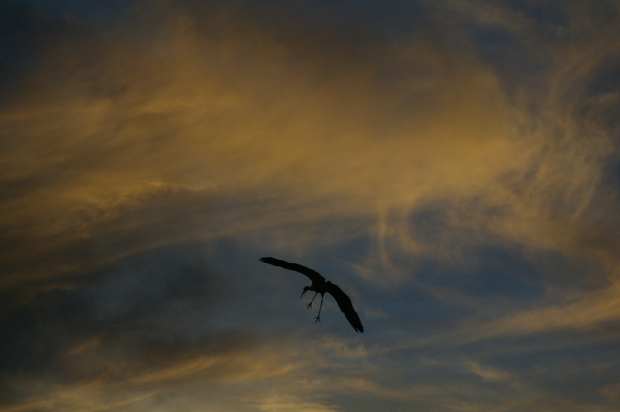 Pentax *ist DL sample photo. Sandhill crane photography