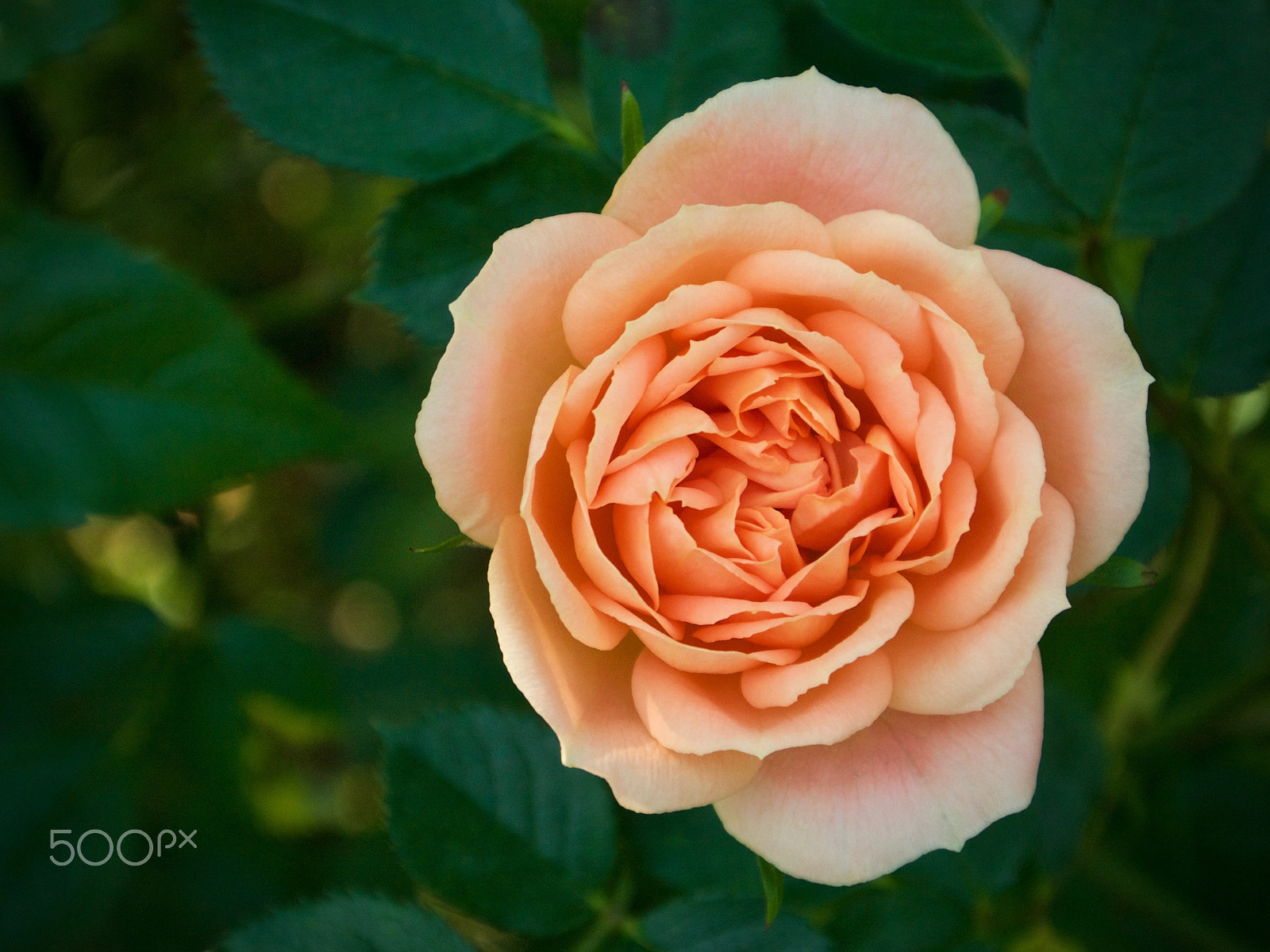 Nikon 1 J2 sample photo. Hirakata rose photography