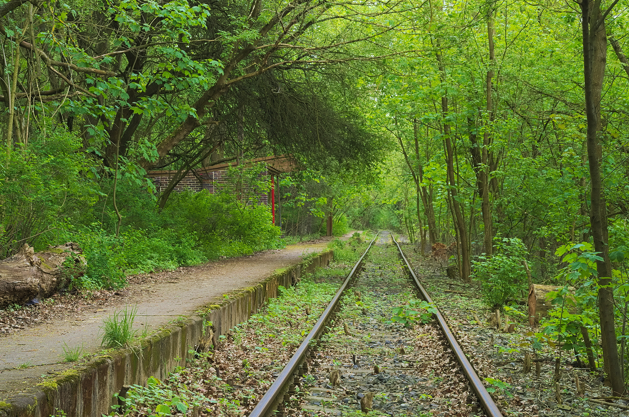 Pentax K-5 sample photo. Old railway tracks near mosina photography