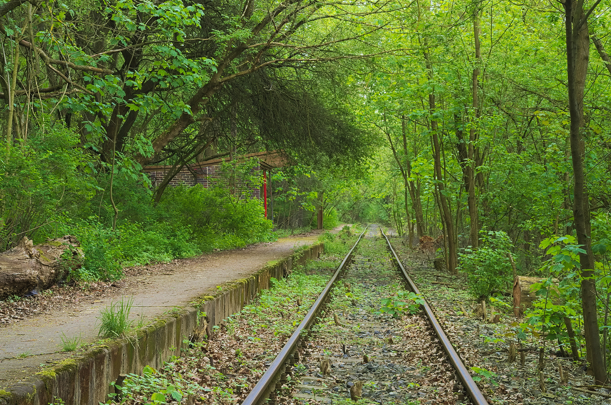 Pentax K-5 + smc PENTAX-FA Macro 50mm F2.8 sample photo. Old railway tracks near mosina photography