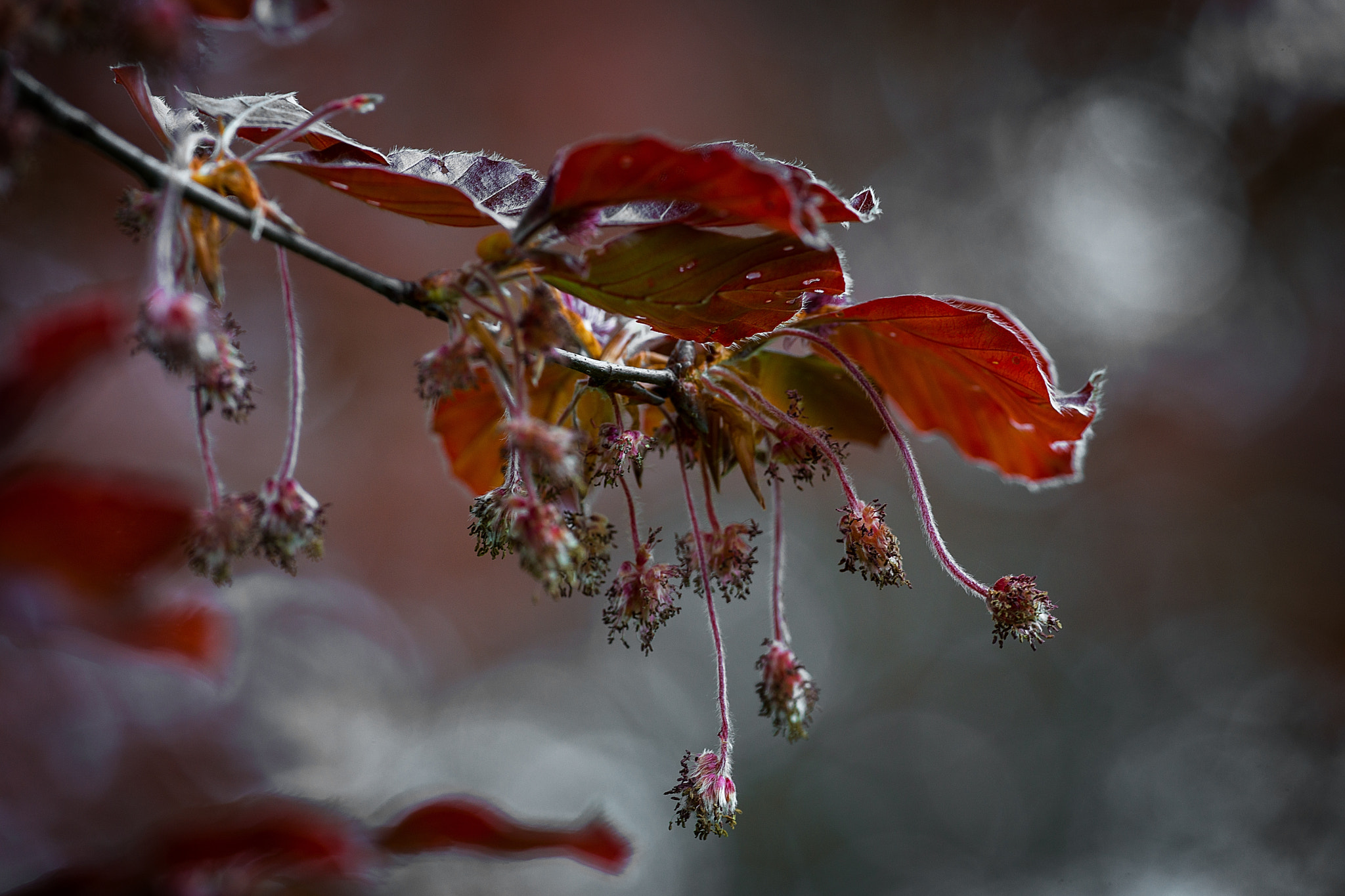 70-200mm F2.8 sample photo. Beech branch photography