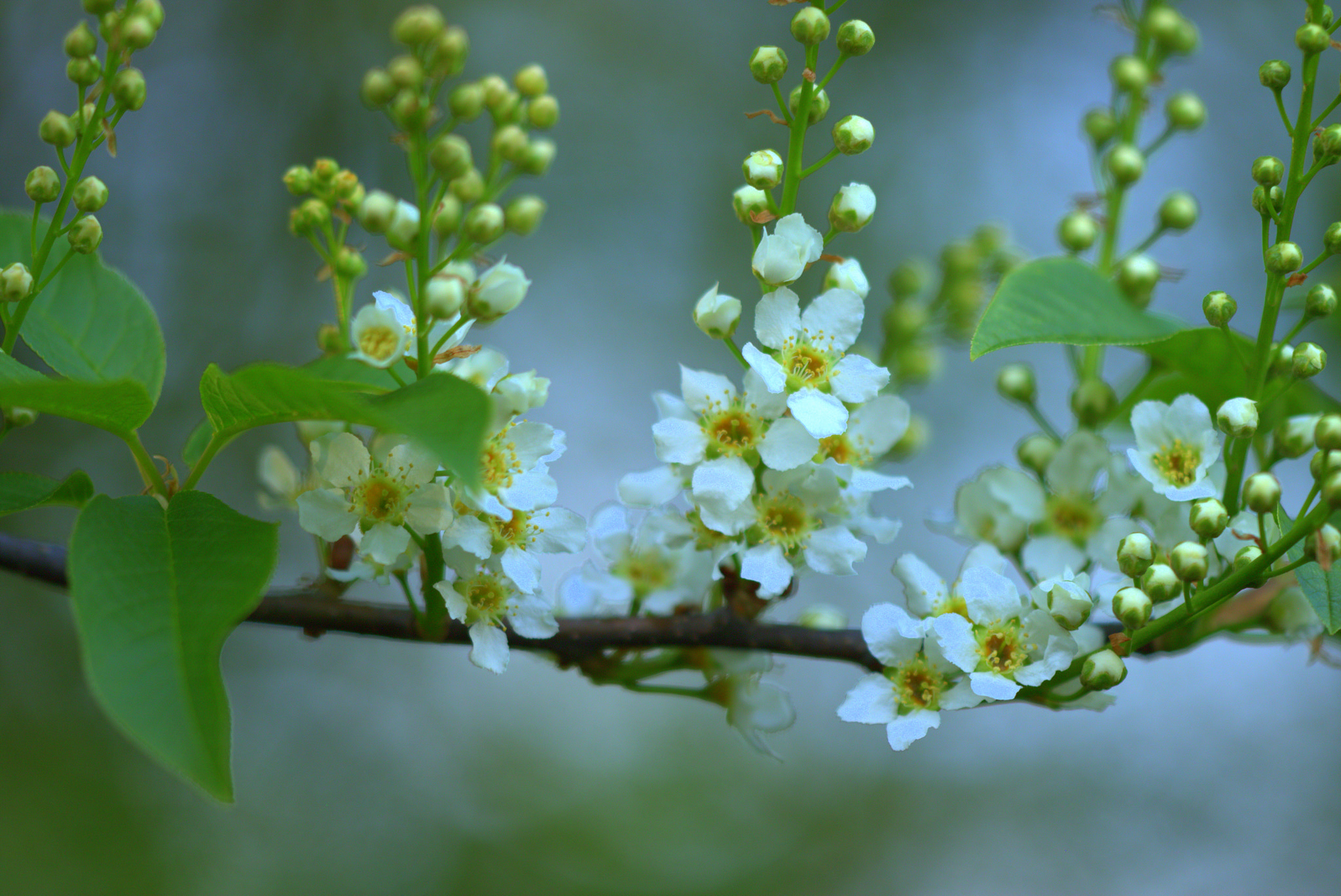 Sigma APO Macro 150mm f/2.8 EX DG HSM sample photo. Cr photography