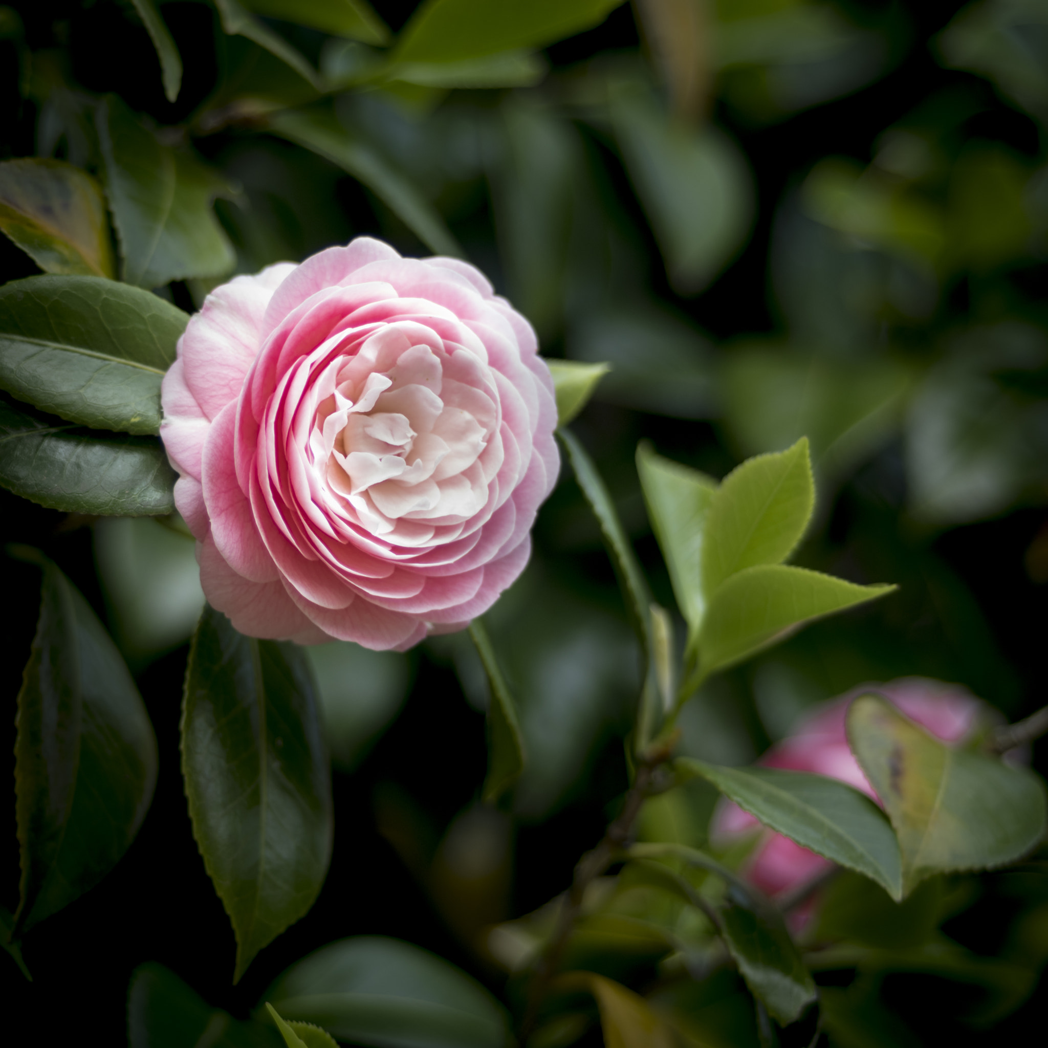 smc PENTAX-FA 645 80-160mm F4.5 sample photo. Sasanqua photography